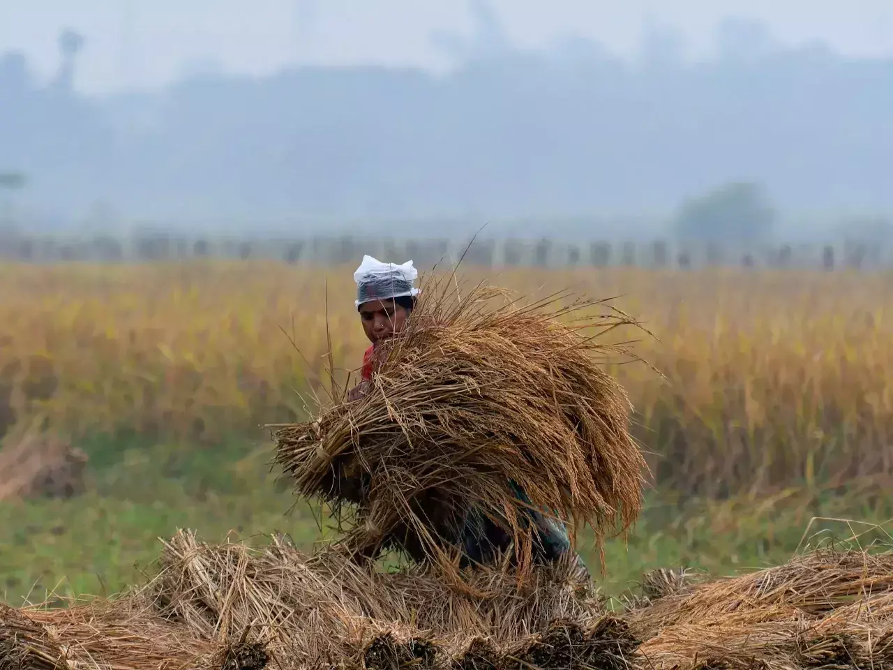 support price of paddy has been increased by rs 117