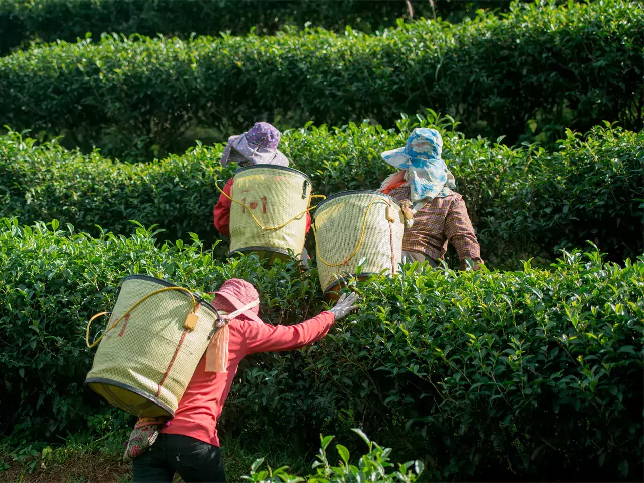 tea production in north india has declined