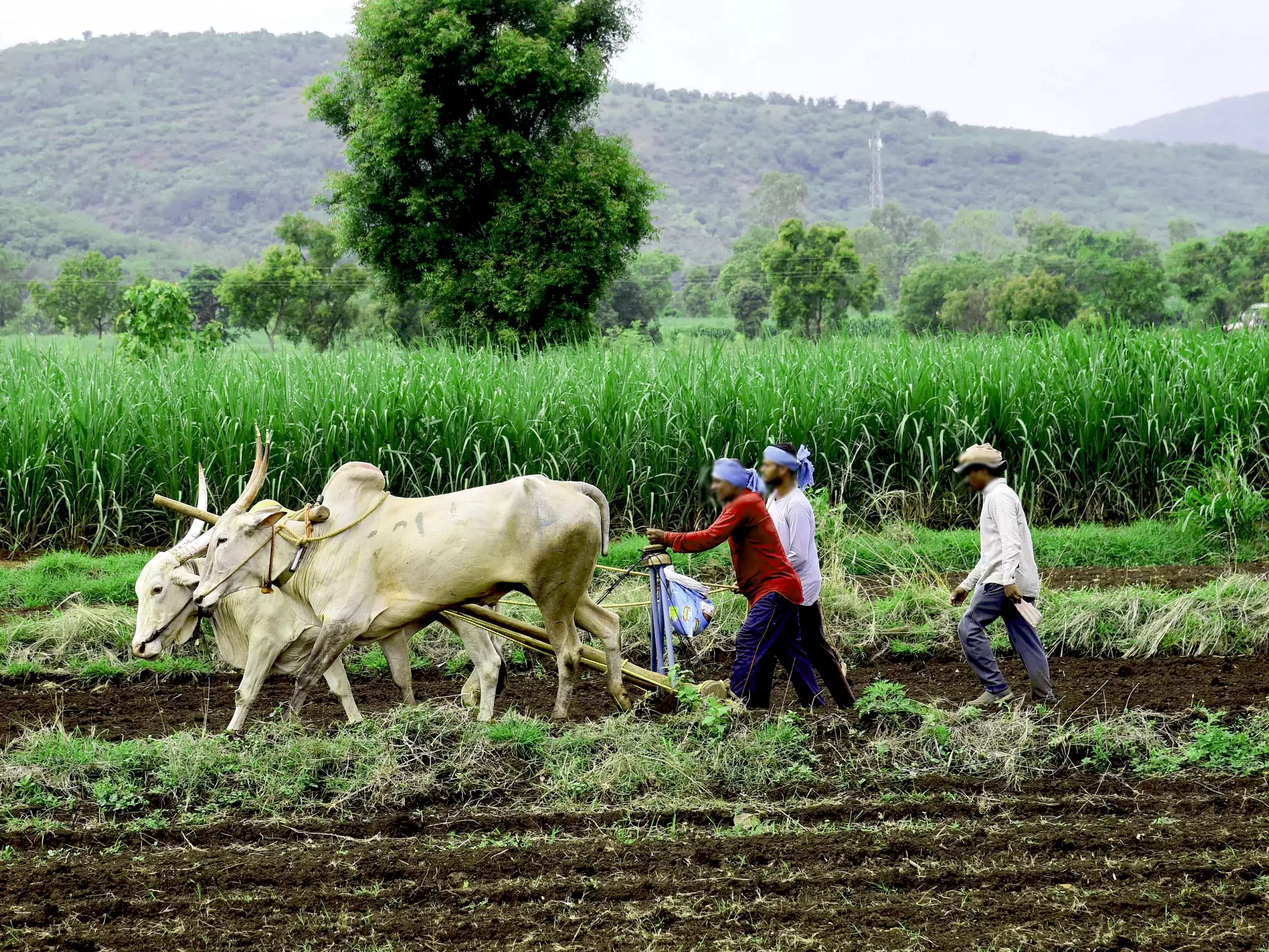 മെയ് മാസത്തിലെ കാര്‍ഷിക, ഗ്രാമീണ തൊഴിലാളികളുടെ റീട്ടെയില്‍ പണപ്പെരുപ്പത്തില്‍ മാറ്റമില്ല
