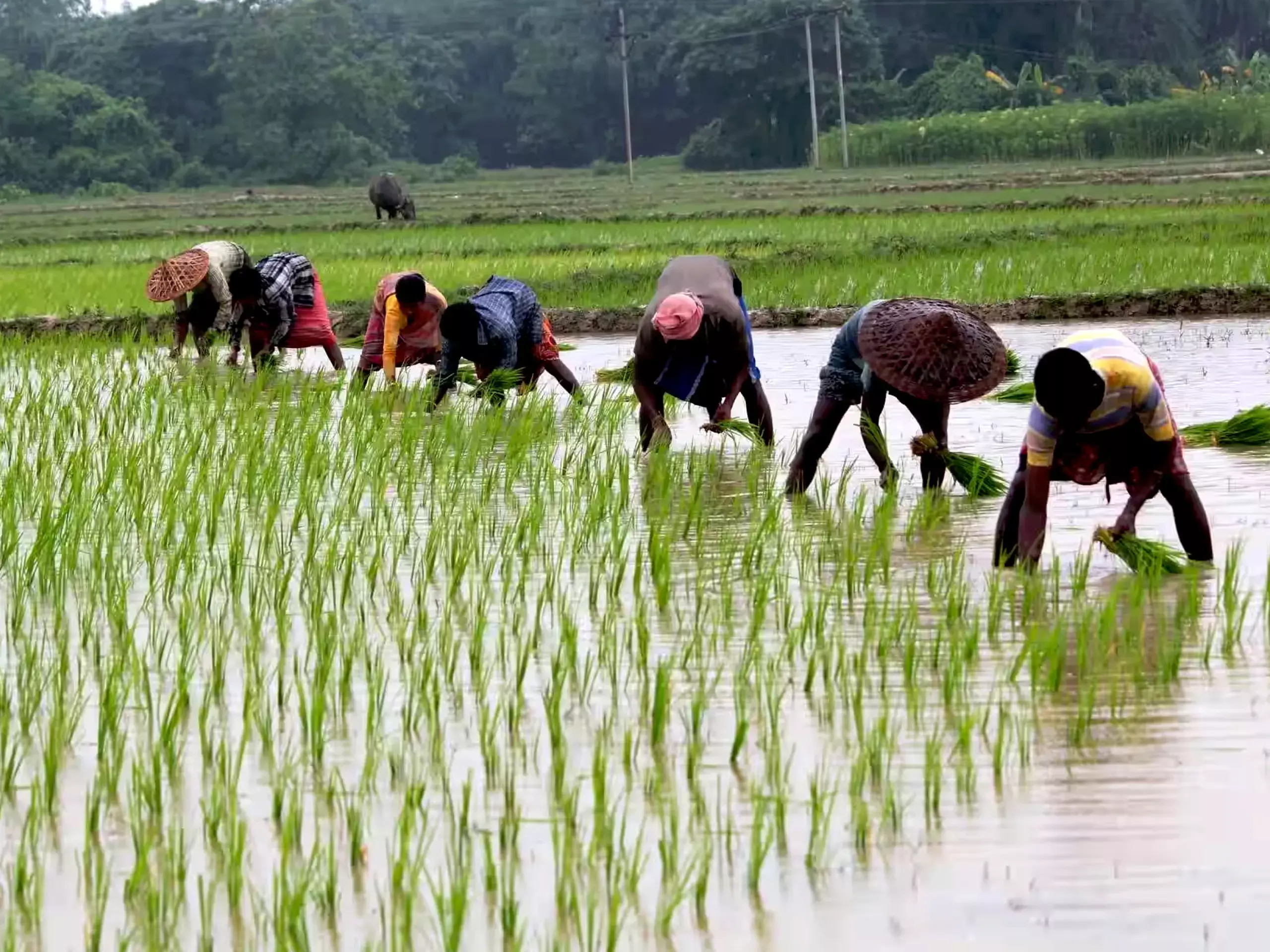 The debt write-off will result in a loss of Rs 31,000 crore to the state