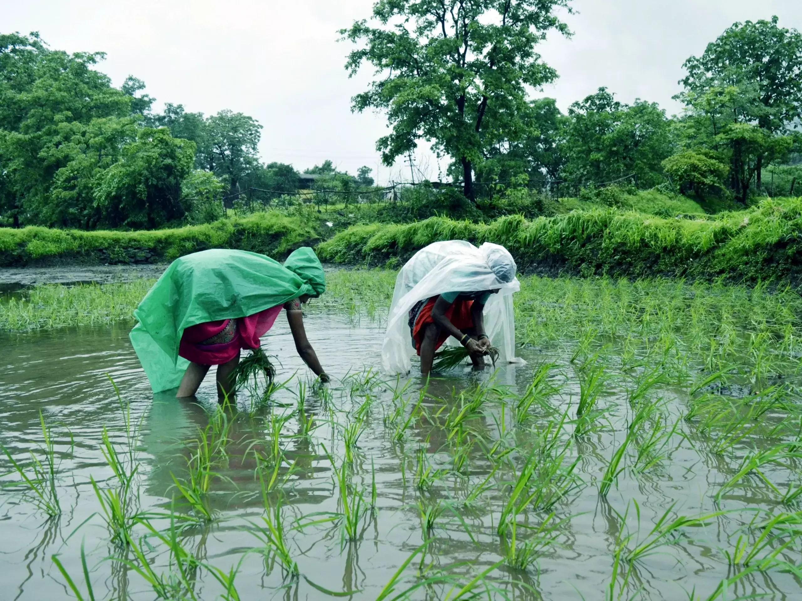 മണ്‍സൂണ്‍ ശക്തി പ്രാപിക്കുന്നു;   കാര്‍ഷിക മേഖലയില്‍ ഉണര്‍വ്