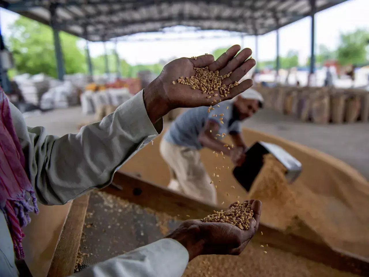 wheat prices may rise after november