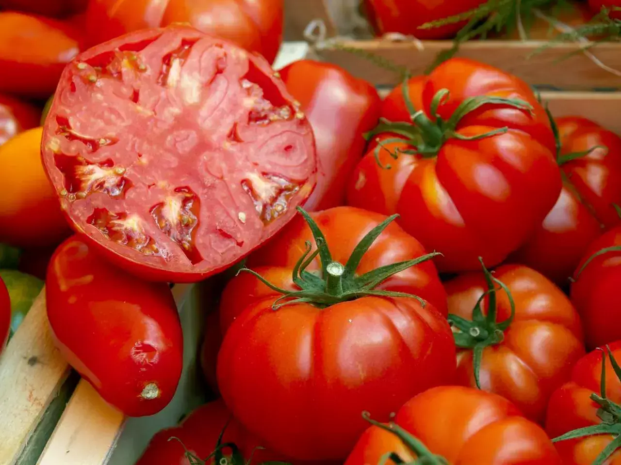 hope for tomato and hybrid varieties