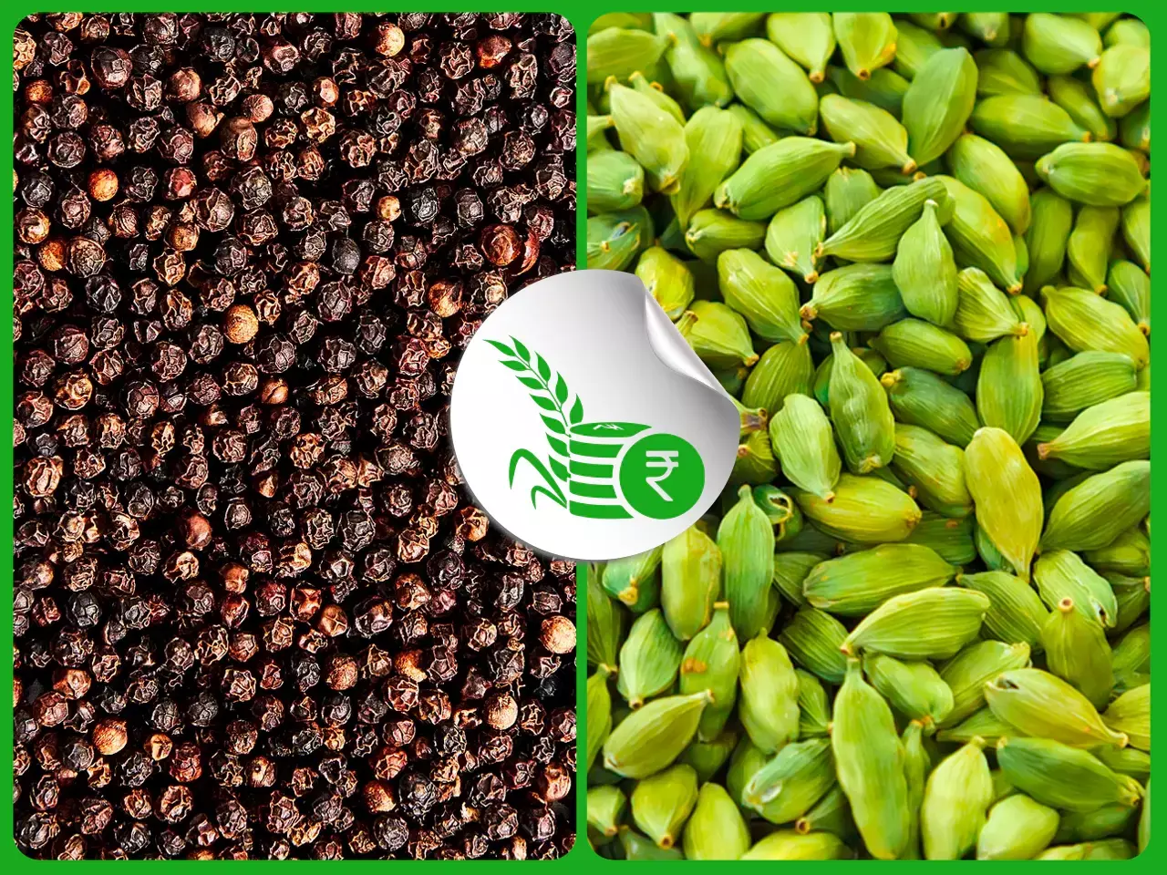 കുരുമുളക് സംഭരണം ആരംഭിച്ച് ഇടപാടുകാര്‍; ഏലത്തിന് താത്പര്യമേറുന്നു