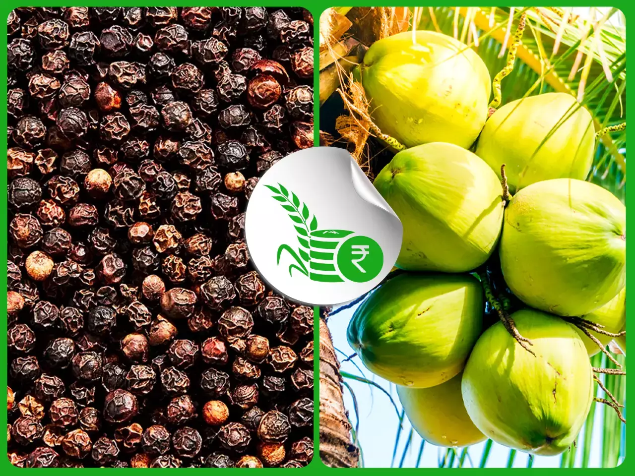 മങ്ങലേറ്റ് കുരുമുളക്; നാളികേര വില്‍പ്പനയില്‍ മുന്നേറ്റം