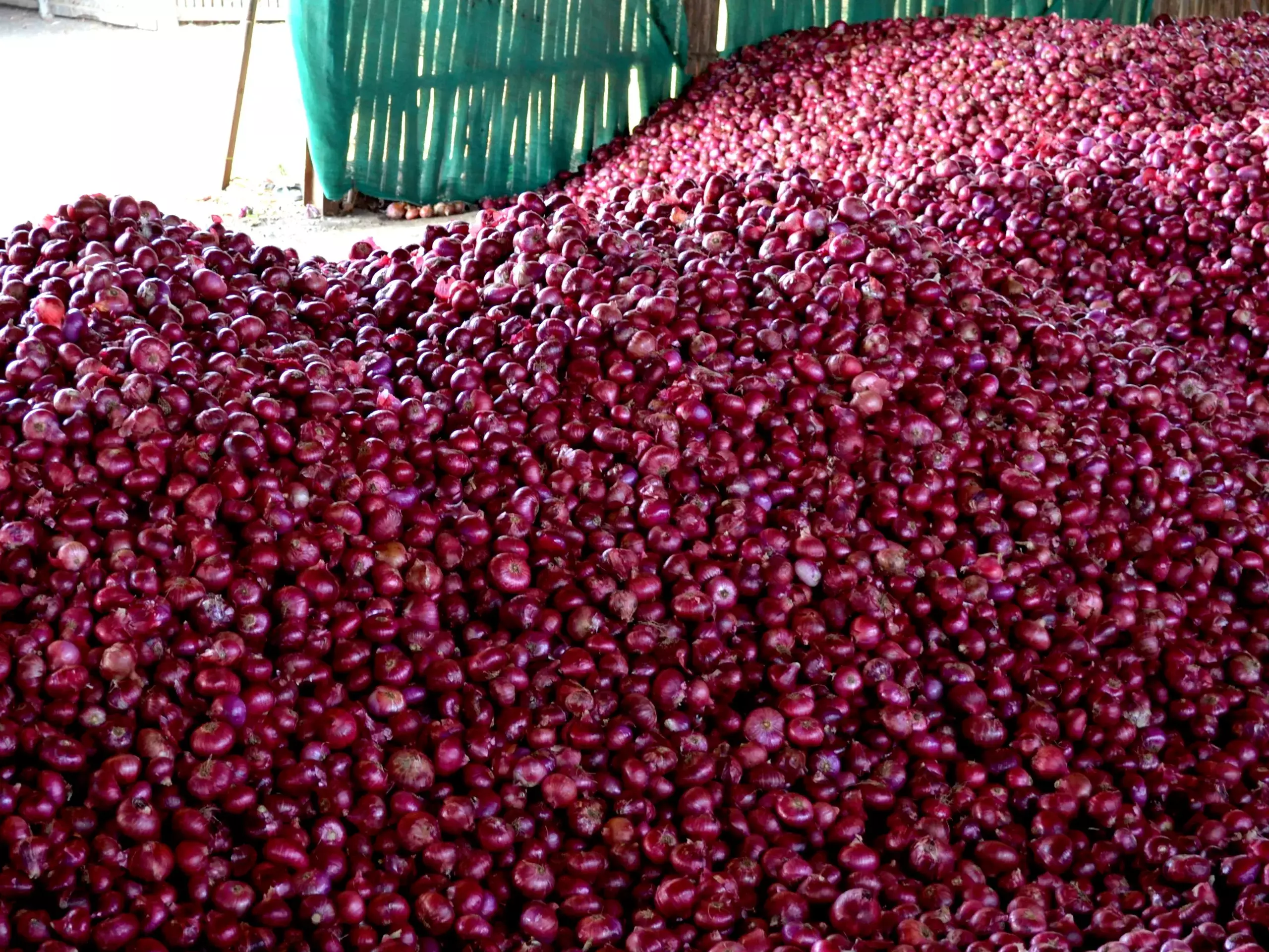 ഉള്ളിവില ഉയര്‍ന്നുതന്നെ തുടരും