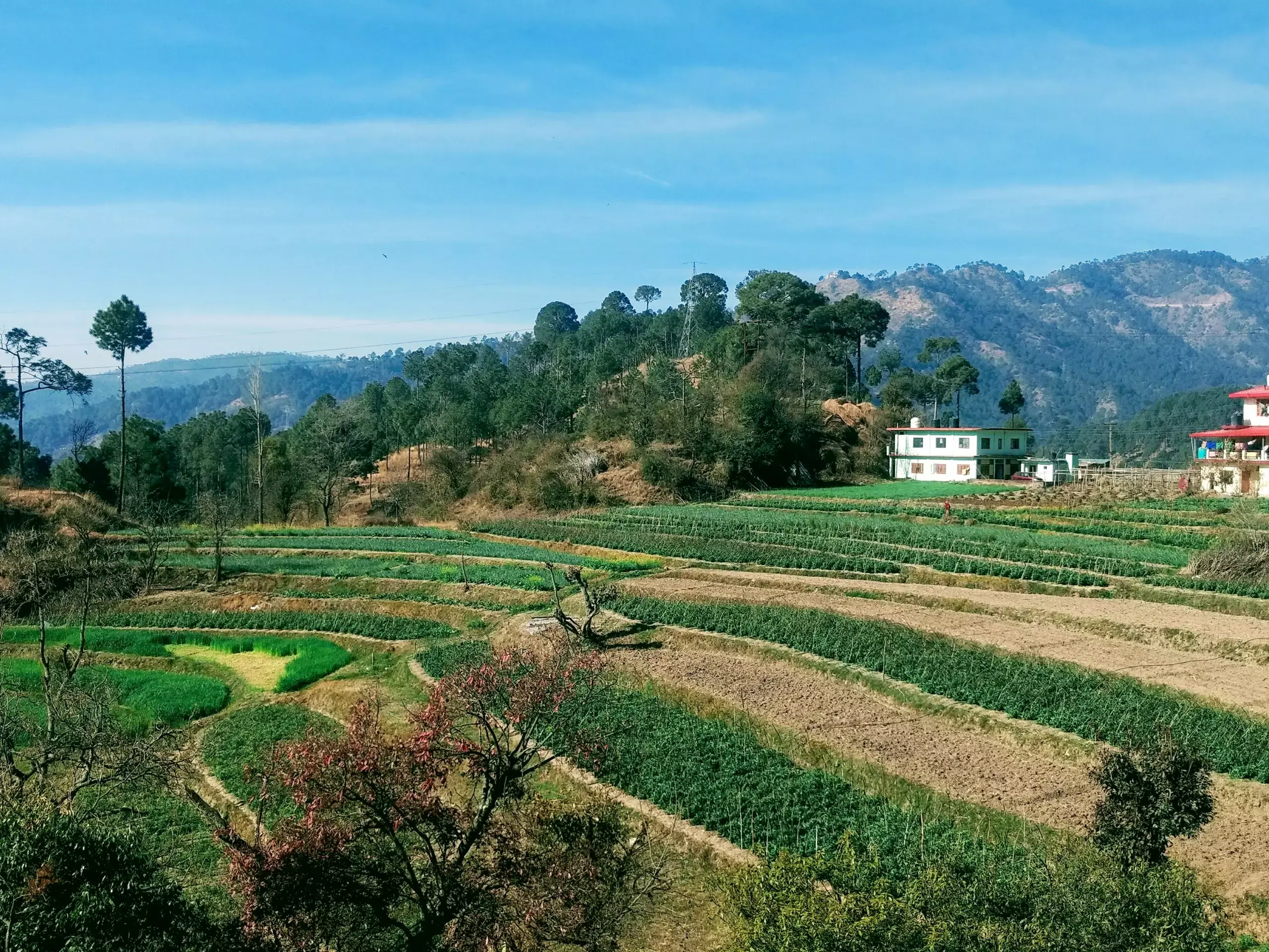 പ്രകൃതിദത്ത കൃഷി ; താങ്ങുവിലയുമായി ഹിമാചല്‍