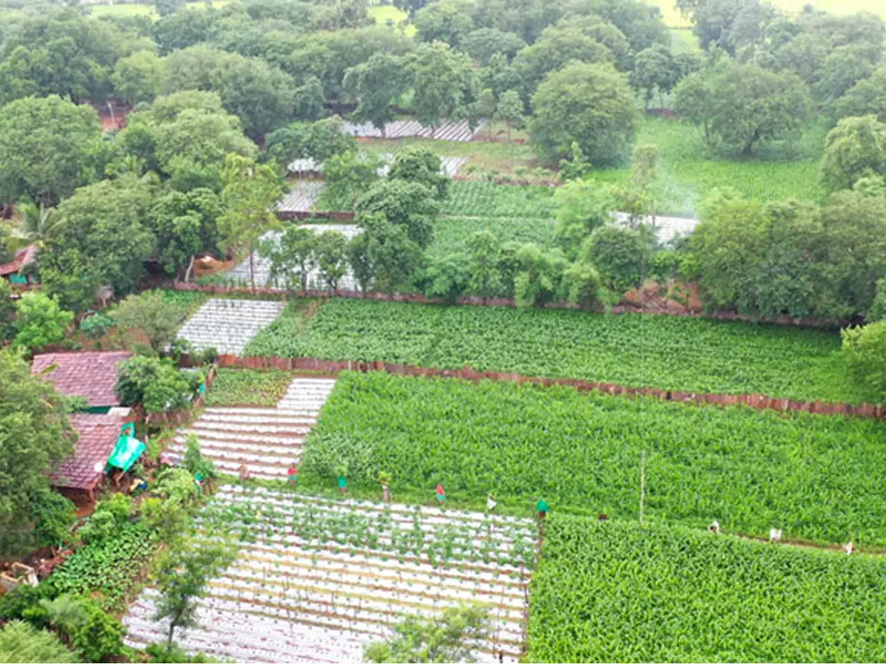 experiment with pulses in tribal areas