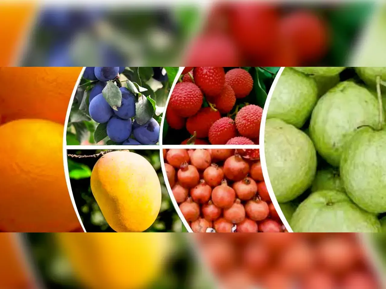 horticulture revolution aimed at himachal