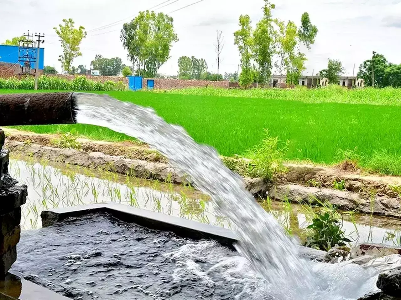 study finds cultivation of other crops instead of rice can help in groundwater recharge