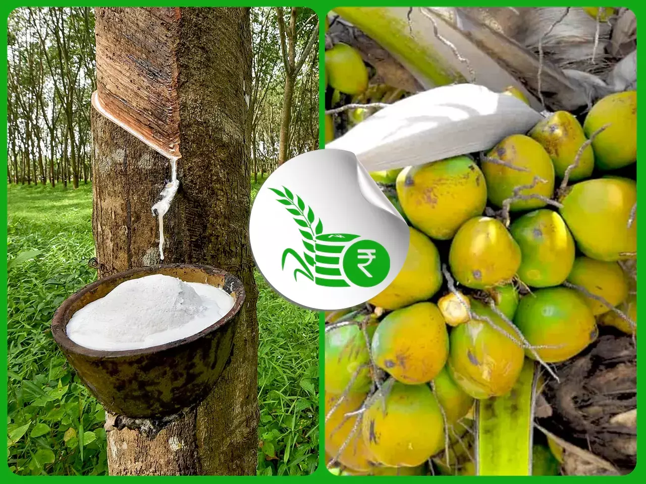 നാളികേരത്തിന് നല്ലകാലം;  റബര്‍വില താഴോട്ട്