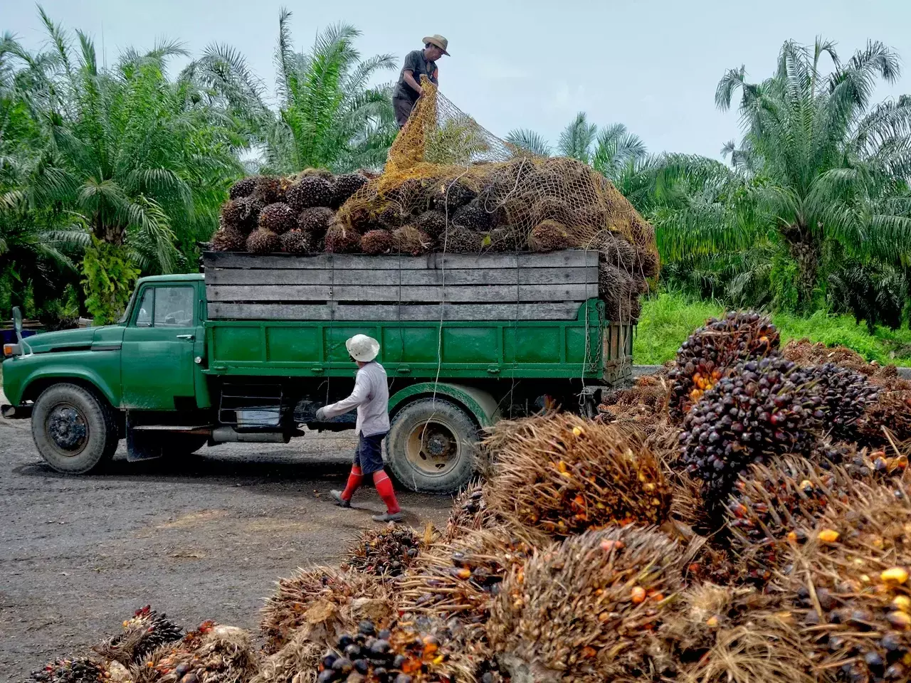 alternative oils to palm oil more efficient in distribution