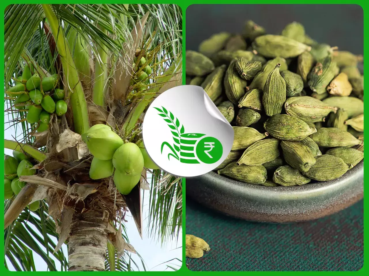 തേങ്ങവില കുതിച്ചു കയറി;  ഏലക്ക സംഭരണം ശക്തം