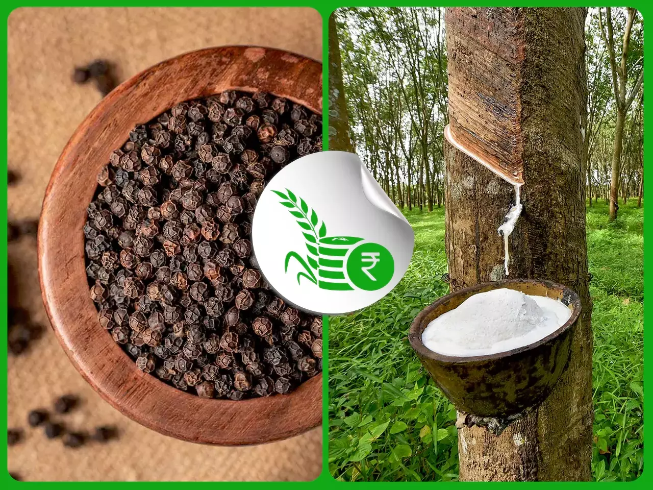 കുരുമുളക് വിലയിൽ ഇടിവ്: ക്വിൻറ്റലിന്‌ 1300 രൂപ കുറഞ്ഞു