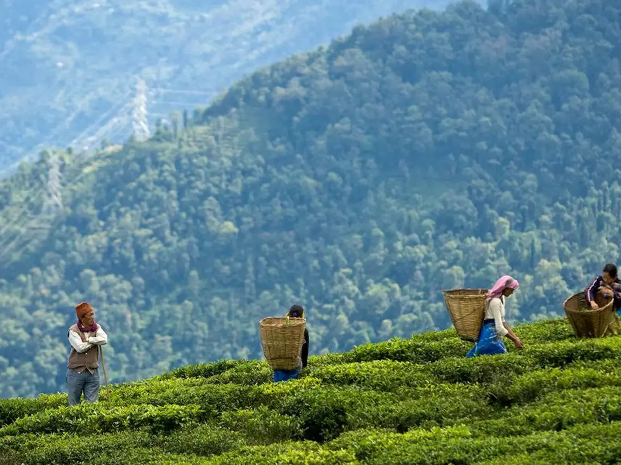 bonus disturbance is spreading in tea estates of north bengal