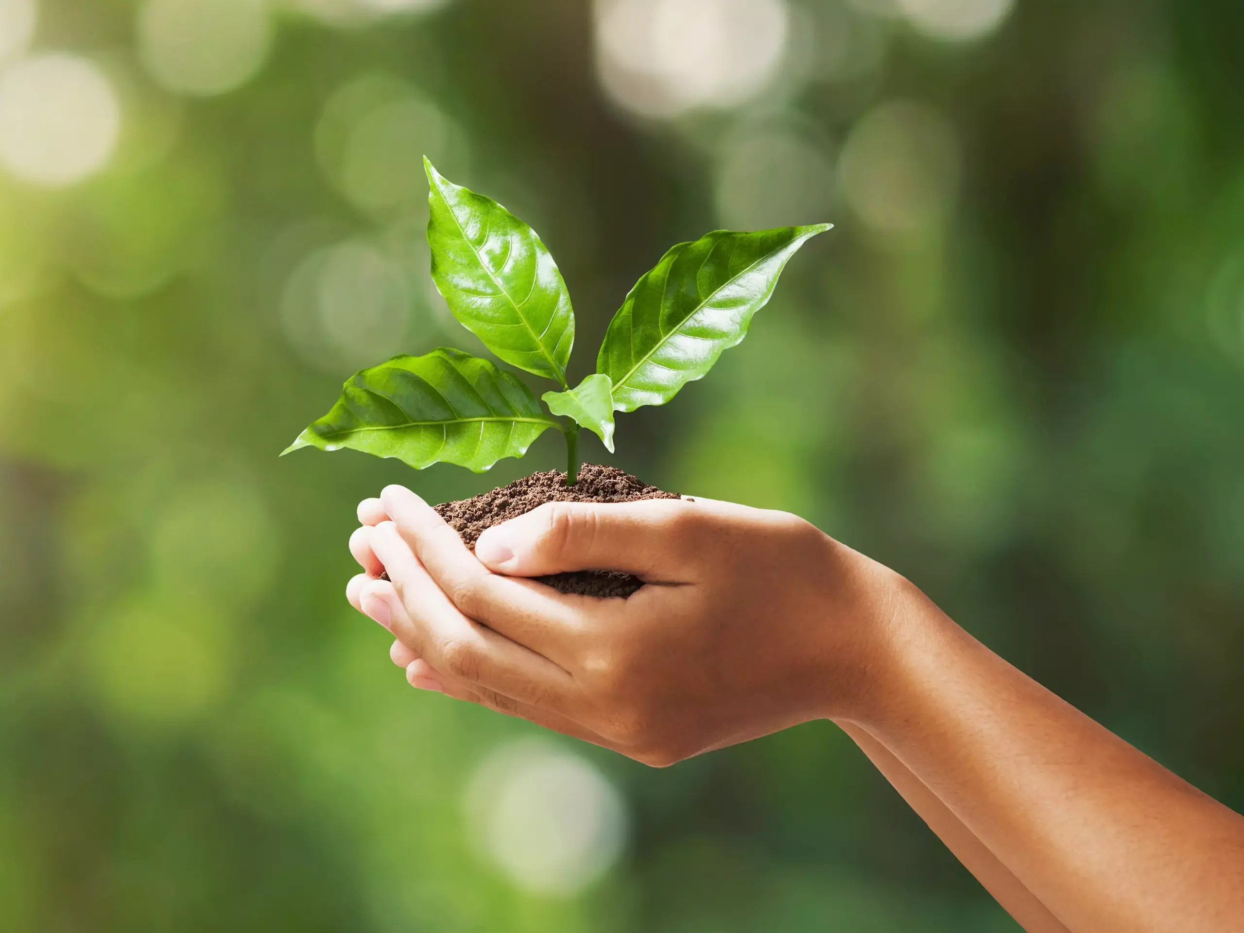 Central government has issued an eco mark for eco-friendly products Central government has issued an eco mark for eco-friendly products