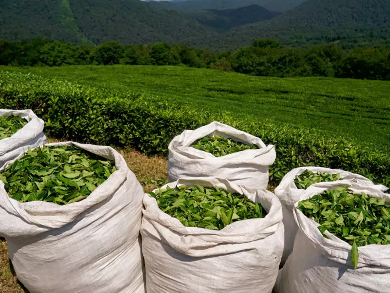 tea exports surged 23%