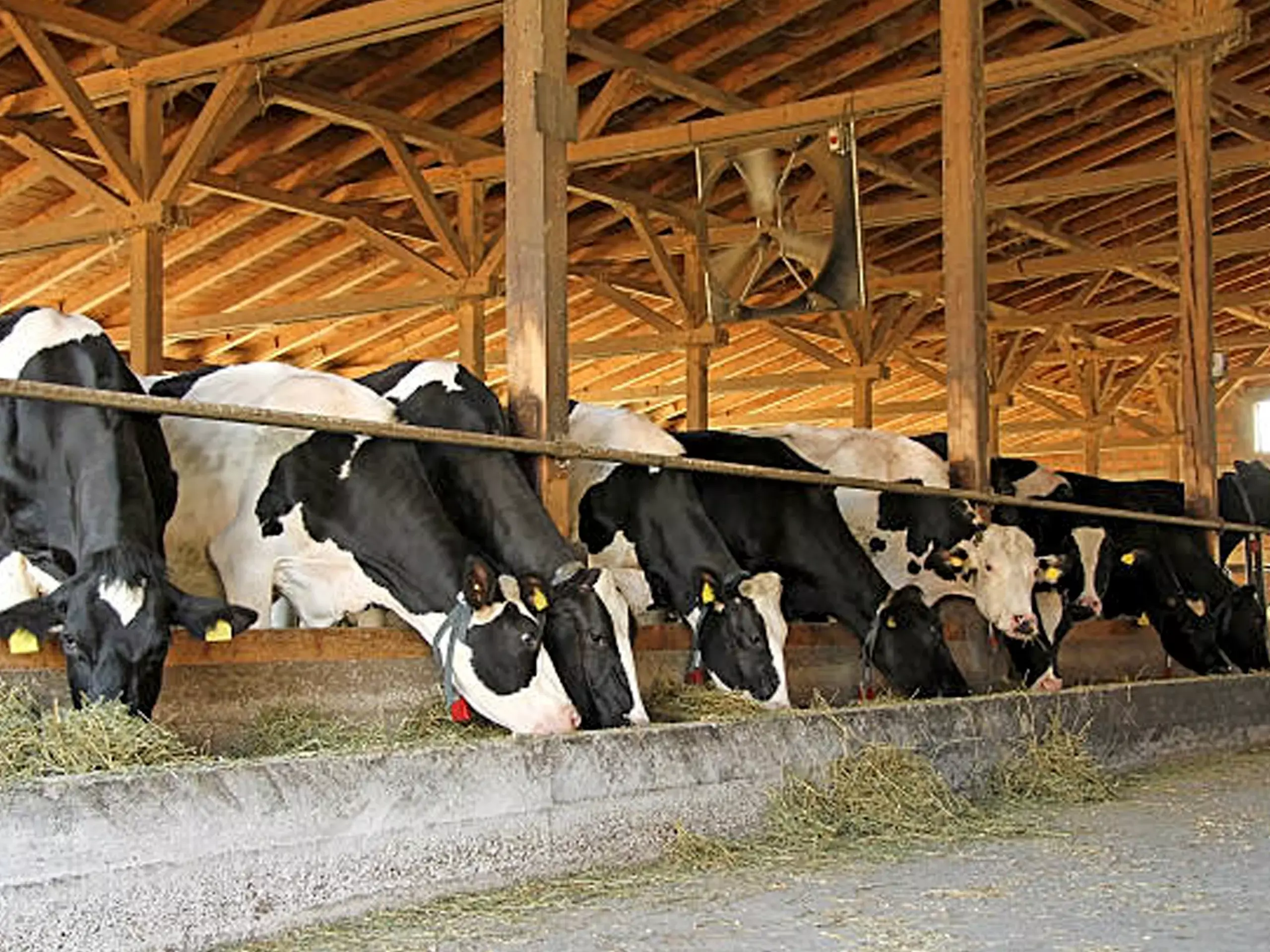 ഒരുവർഷ പ്രീമിയം 2912 രൂപ, 70 % സർക്കാർ സബ്‌സിഡി നൽകും, ക്ഷീര കർഷകർക്ക് കൈത്താങ്ങായി കന്നുകാലി ഇൻഷുറൻസ് പദ്ധതി