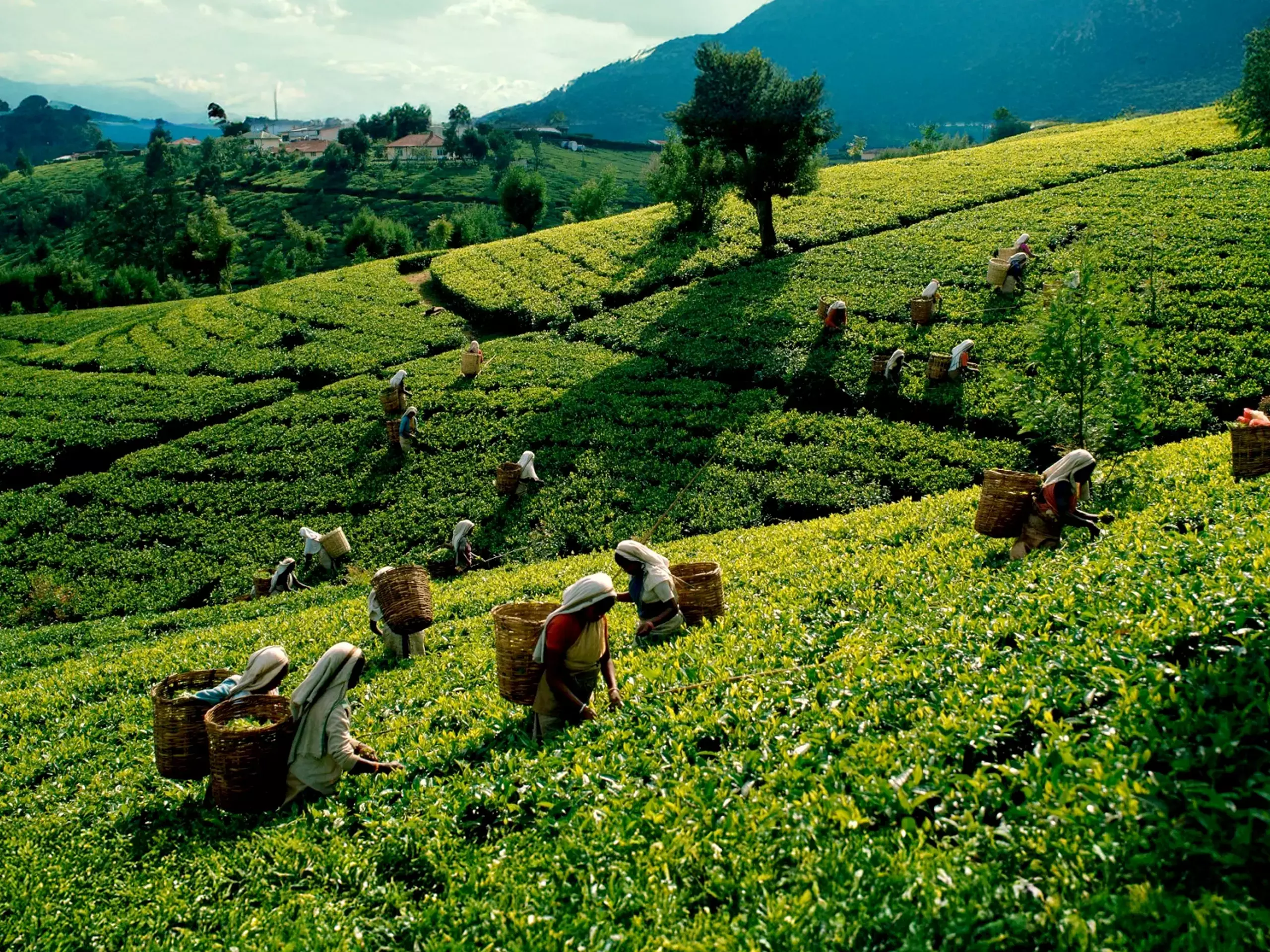 ആഫ്രിക്കന്‍ വിപണിയെ ലക്ഷ്യമിട്ട് ഏഷ്യന്‍ തേയില വ്യാപാരികള്‍