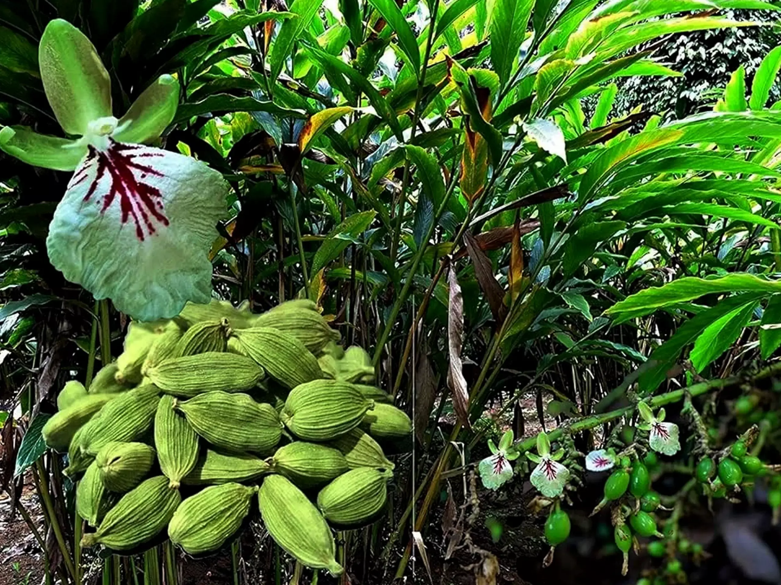 ഏലത്തിന് അനുദിനം ഡിമാന്റ് ഉയരുന്നു