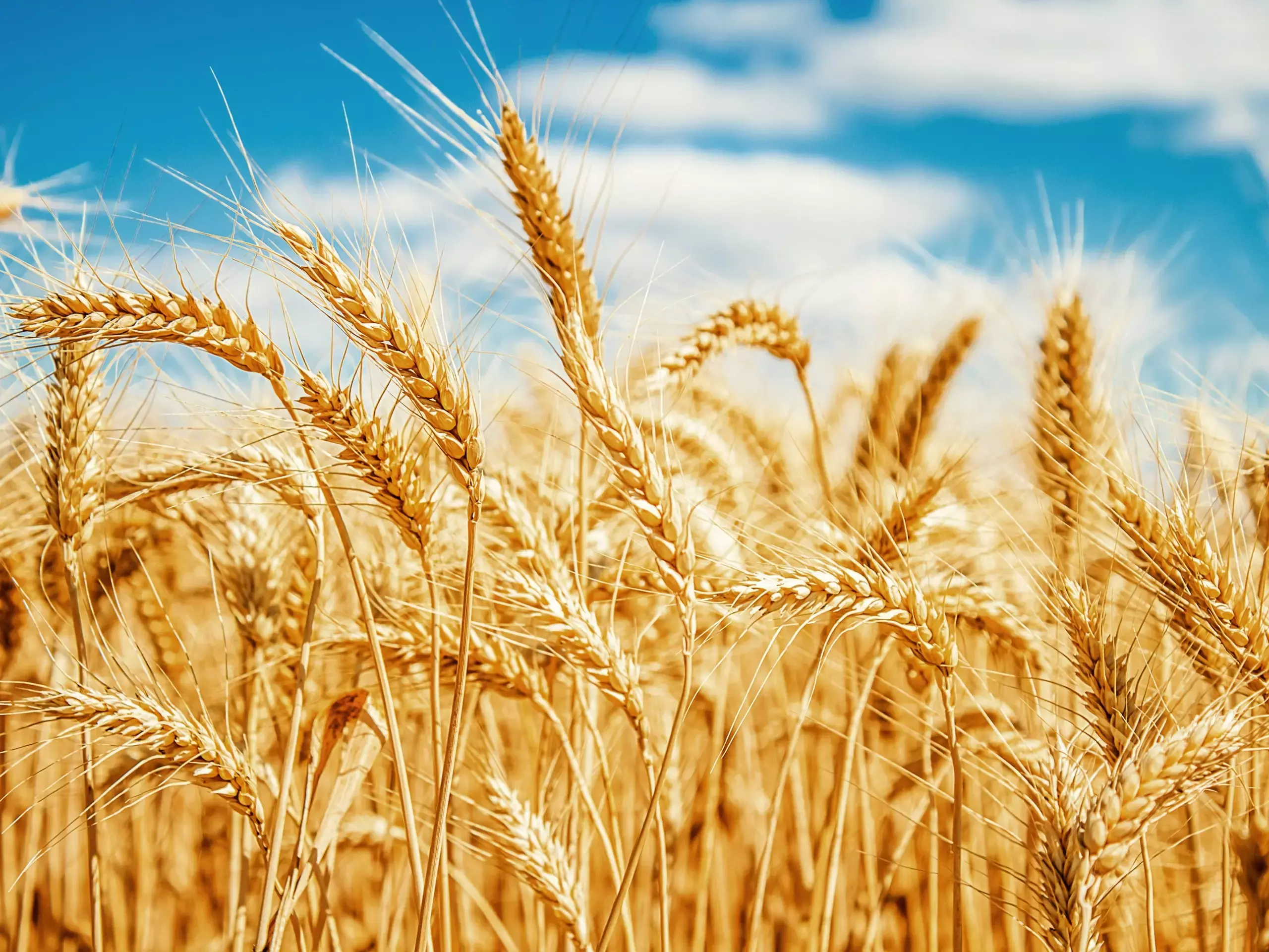 രാജ്യത്ത് ഗോതമ്പ് പാടങ്ങള്‍ ചുരുങ്ങുന്നതായി റിപ്പോര്‍ട്ട്