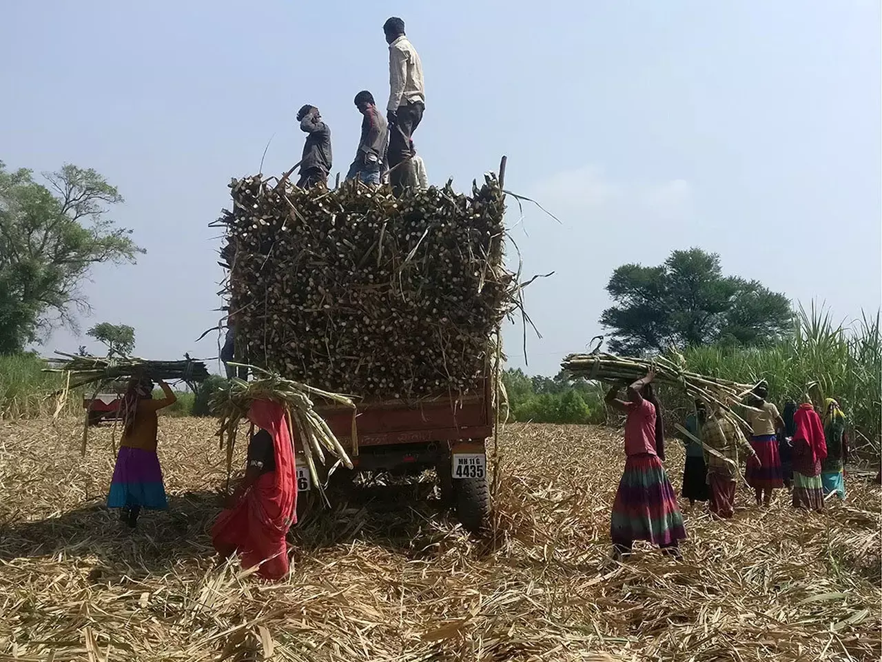 sugarcane will be affect in maharashtra election