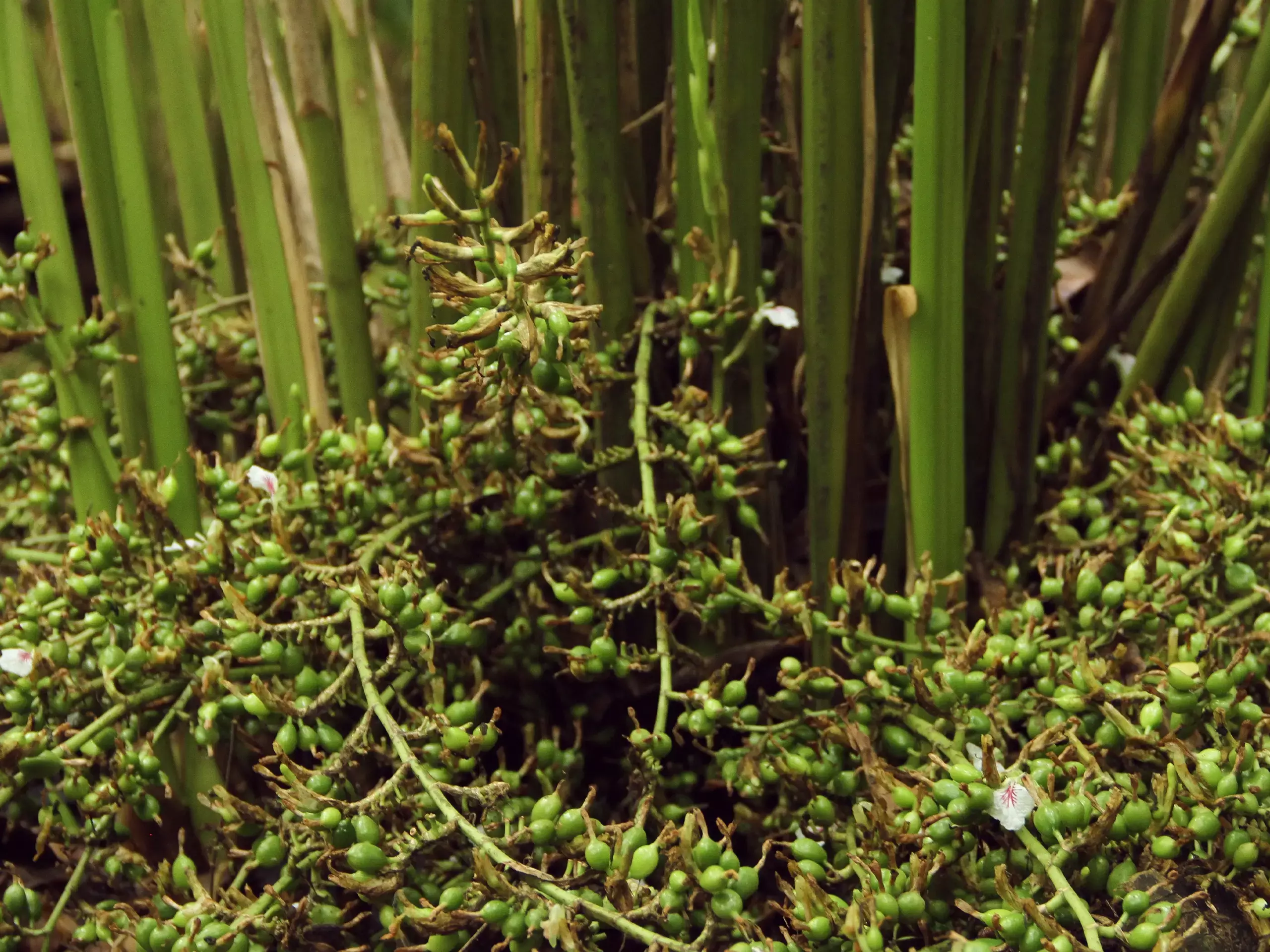 ഏലം കർഷകർക്ക് ആശ്വാസം; ഇൻഷുറൻസ് ചെയ്യുന്നതിന് കുറഞ്ഞ പരിധി ഒരു ഏക്കറാക്കി