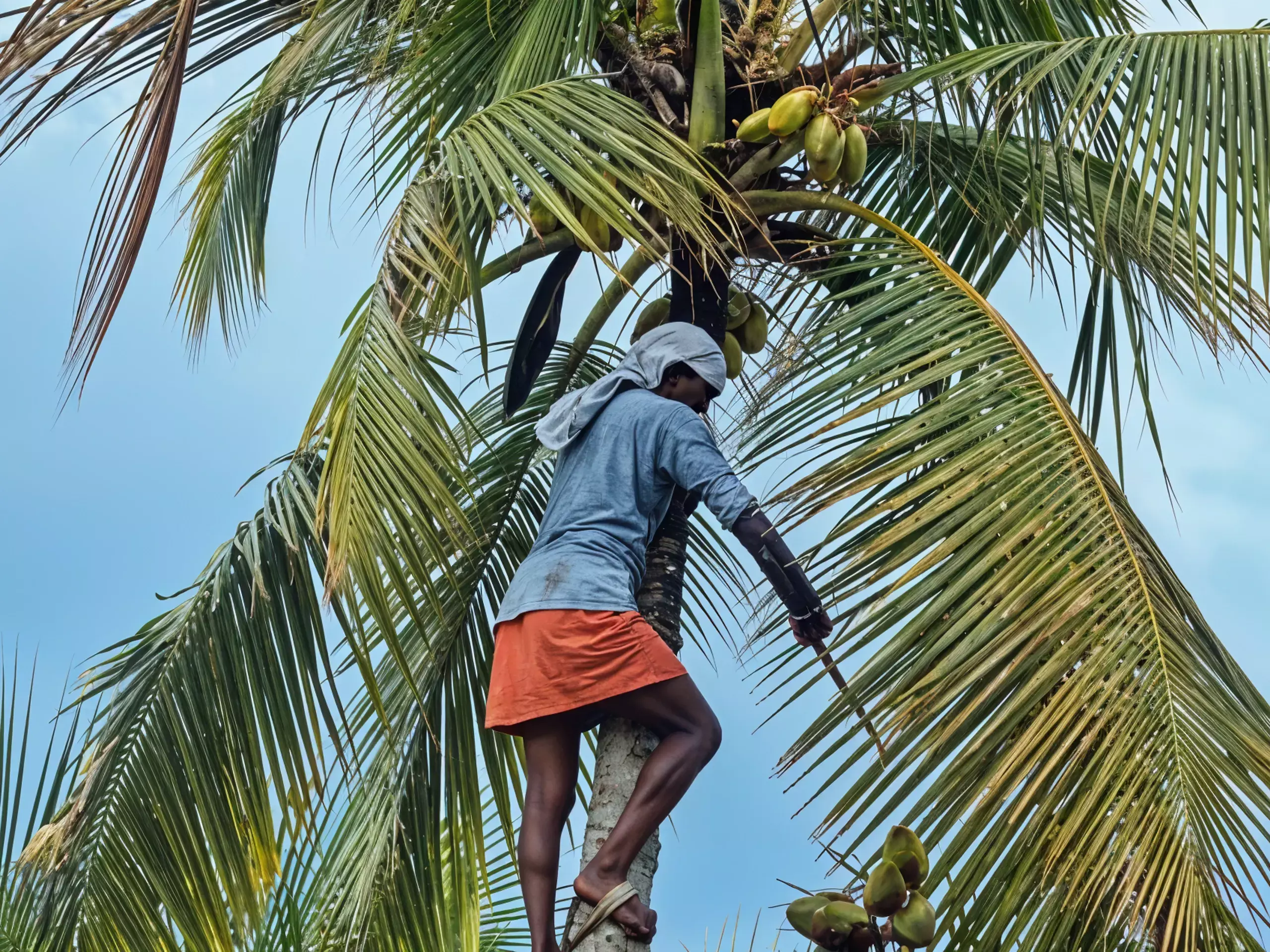 നാളികേര വിപണി സമ്മര്‍ദ്ദത്തില്‍; റബറിന് ഡിമാന്റ് മങ്ങി, കൊക്കോയ്ക്കും വില കുറയുന്നു