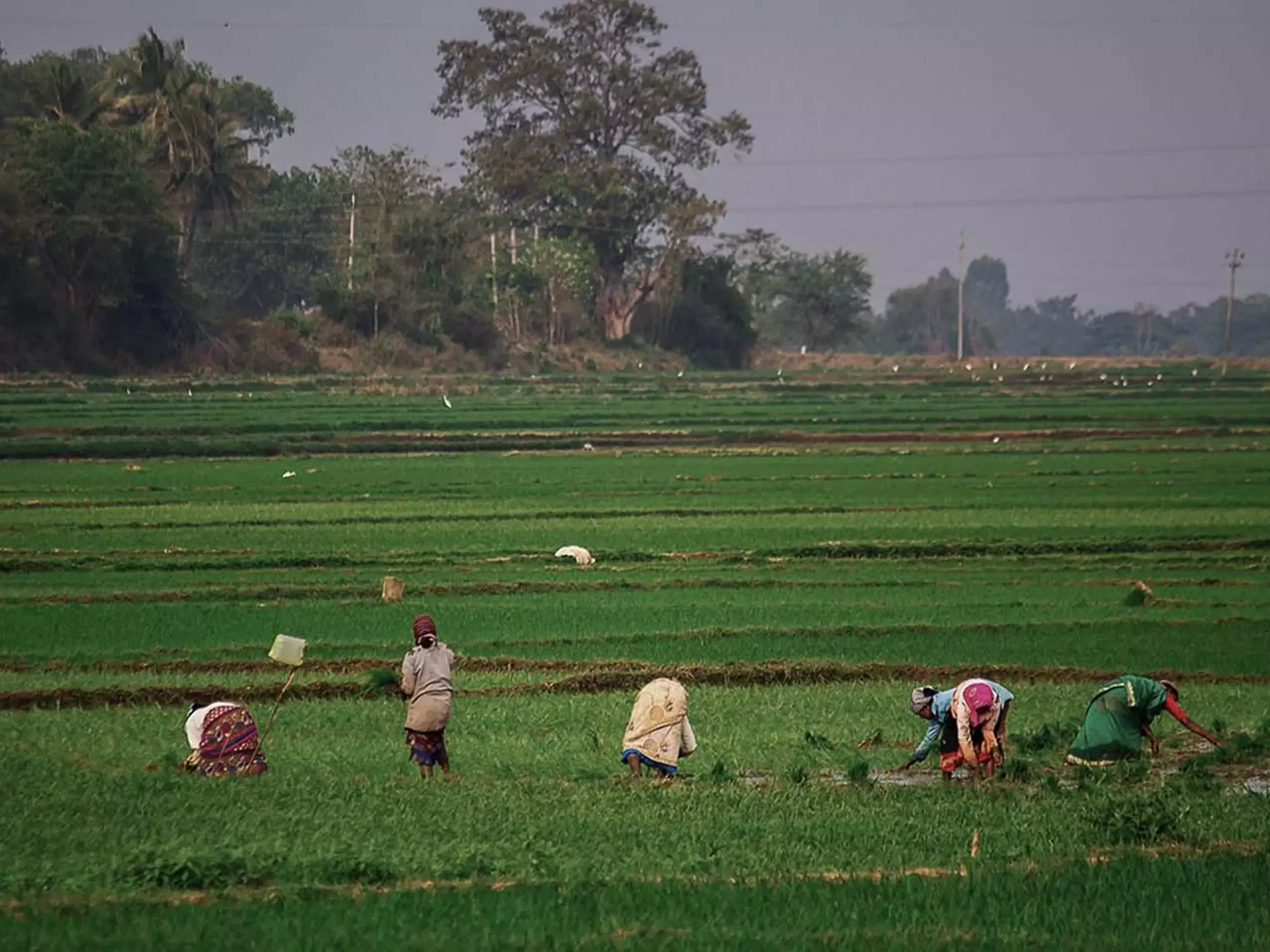 കാര്‍ഷിക മേഖലയിലെ കുതിപ്പ് ഇന്ത്യക്ക് നിസ്സാരം