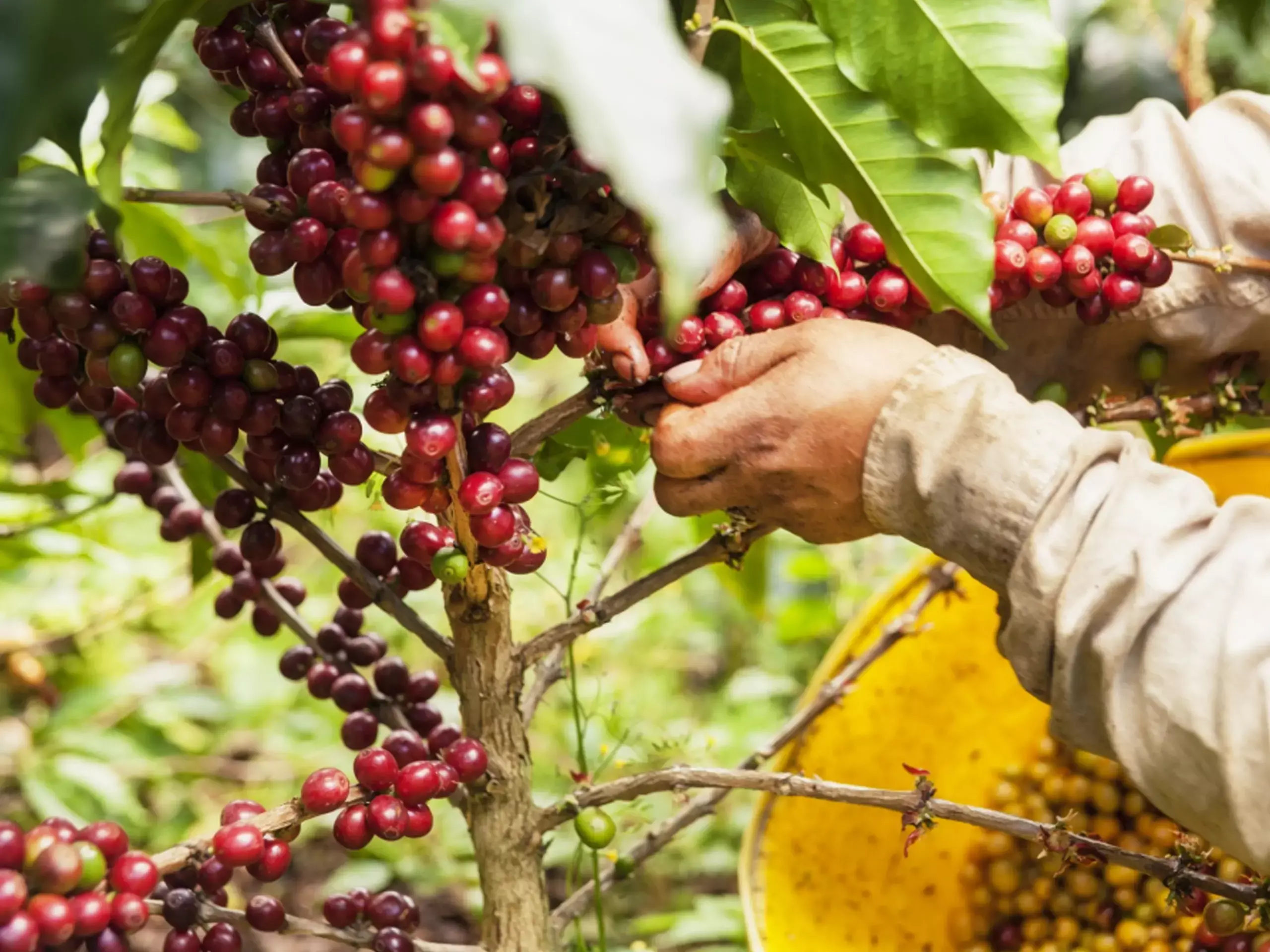 കാപ്പി വില കുതിച്ചുയരുന്നു, പ്രതീക്ഷയർപ്പിച്ച് കർഷകർ
