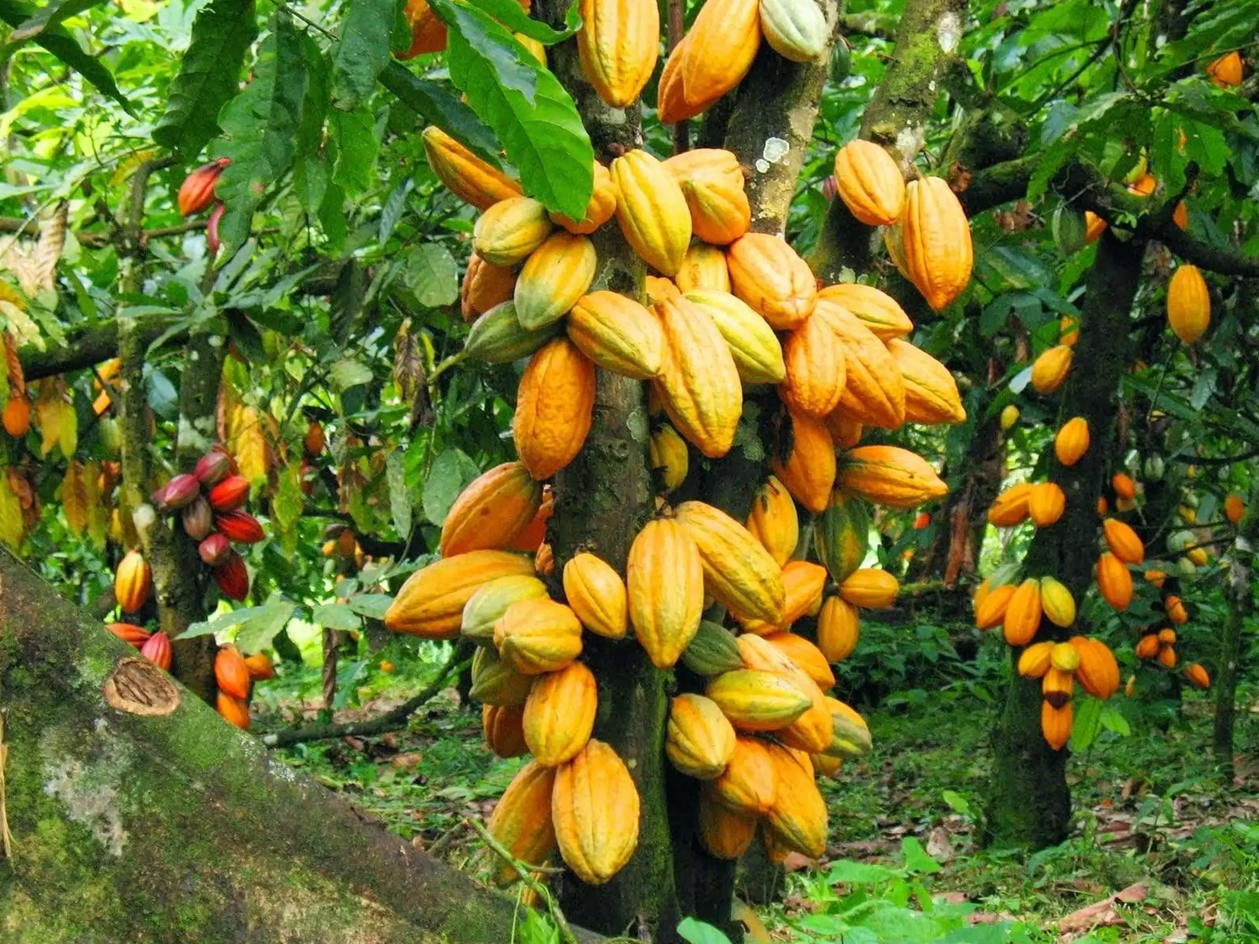 കൊക്കോ വില വീണ്ടും ഉയരുന്നു; ഗുണം കിട്ടാതെ കര്‍ഷകര്‍