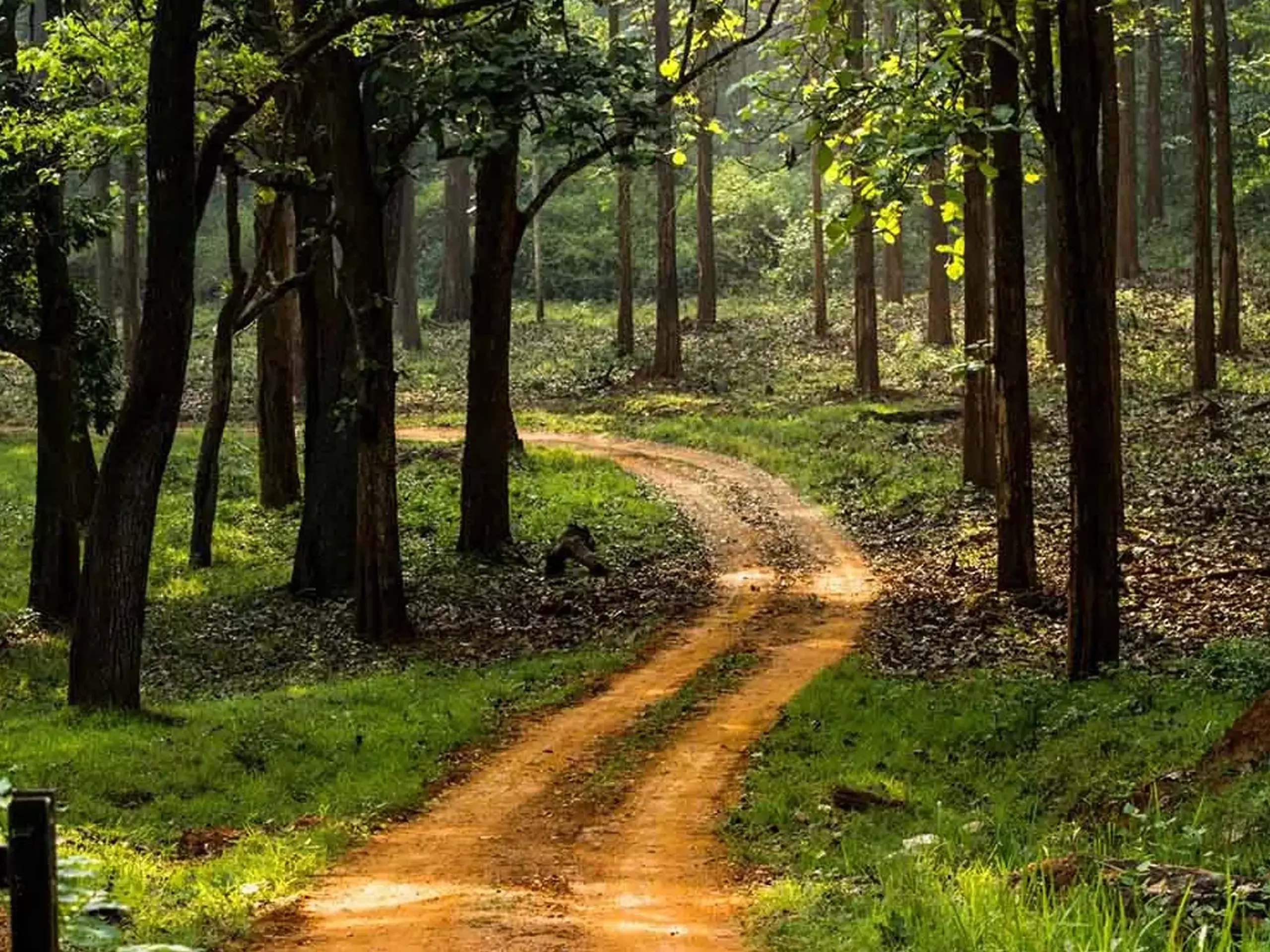 വന നിയമ ഭേദഗതി ബില്‍; നിർദേശങ്ങള്‍ സമര്‍പ്പിക്കാനുള്ള തീയതി ജനുവരി 10 വരെ നീട്ടി