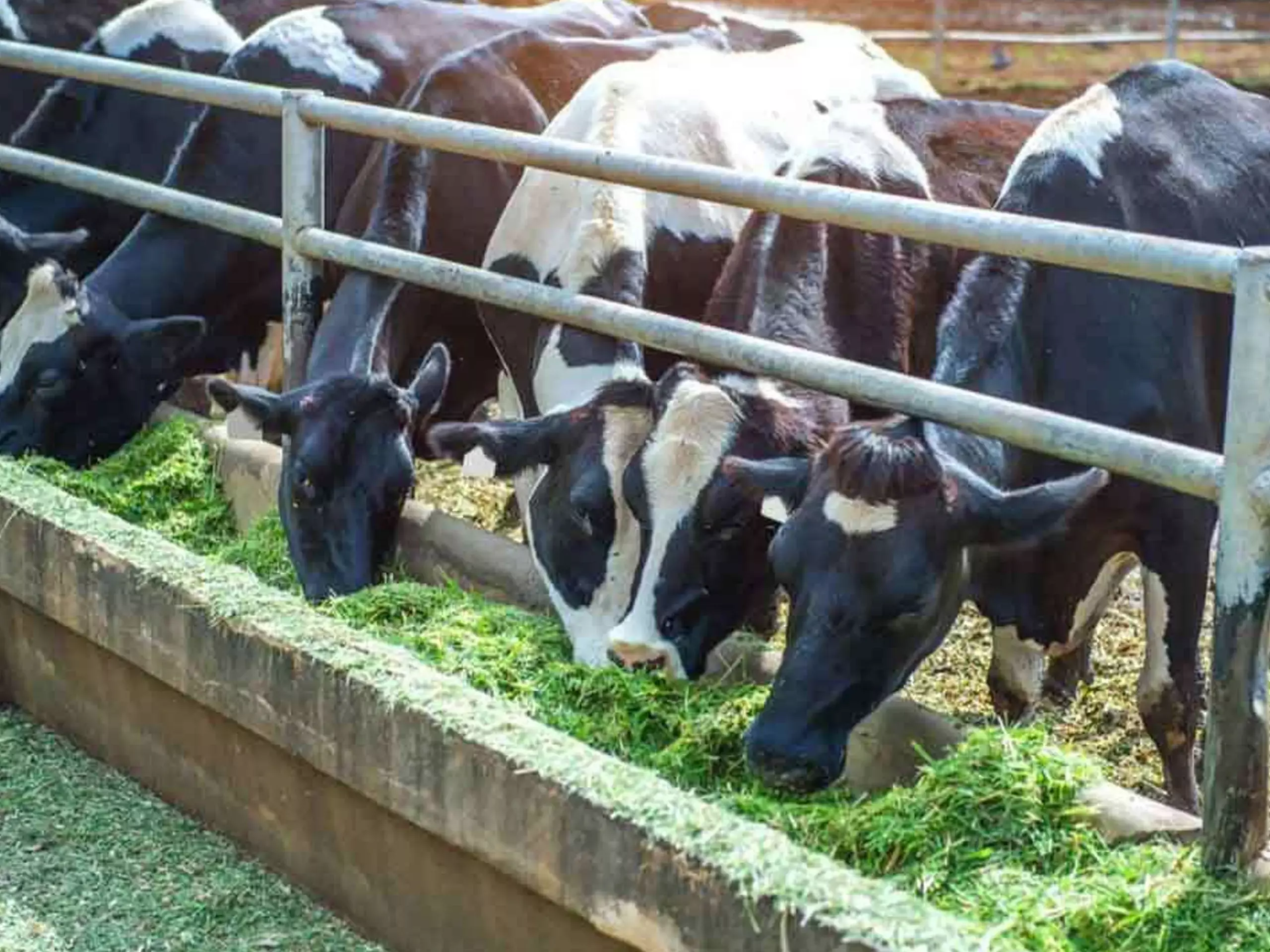 ഗോസമൃദ്ധി ഇൻഷുറൻസ്; നൂറു രൂപ പ്രീമിയം അടച്ചാൽ അഞ്ചു ലക്ഷം വരെ ഇൻഷുറൻസ്