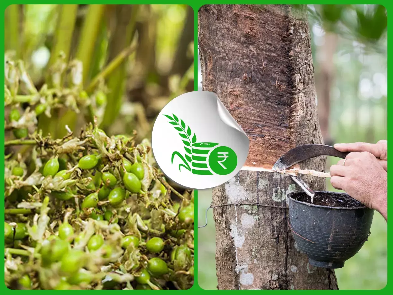 പകല്‍ താപനില ഉയരുന്നു;   തോട്ടം മേഖല പ്രതിസന്ധിയിലേക്ക്