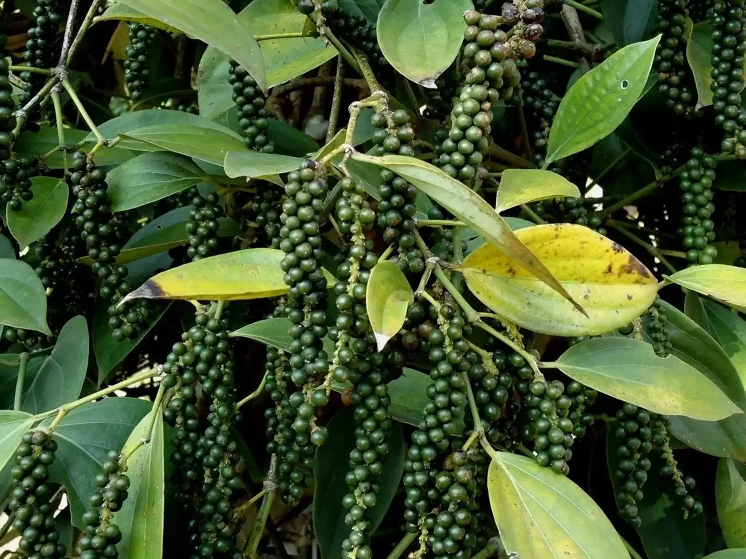 7 ദിവത്തിനിടെ 1800 രൂപ വർധന, കുതിപ്പ് തുടർന്ന് കുരുമുളക്