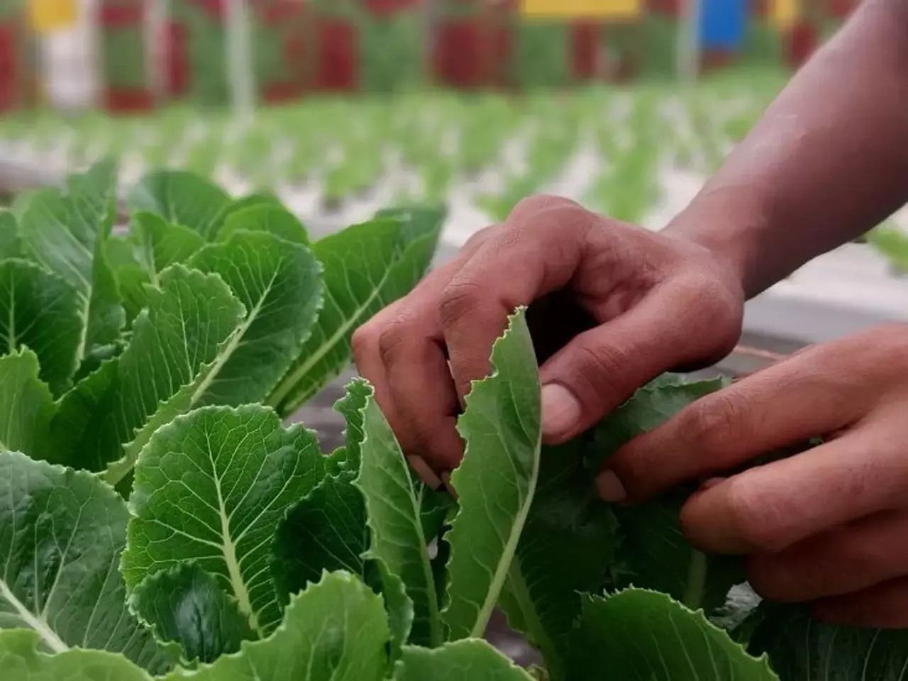 haryana to introduce cold chain for horticultural crops haryana to introduce cold chain for horticultural crops