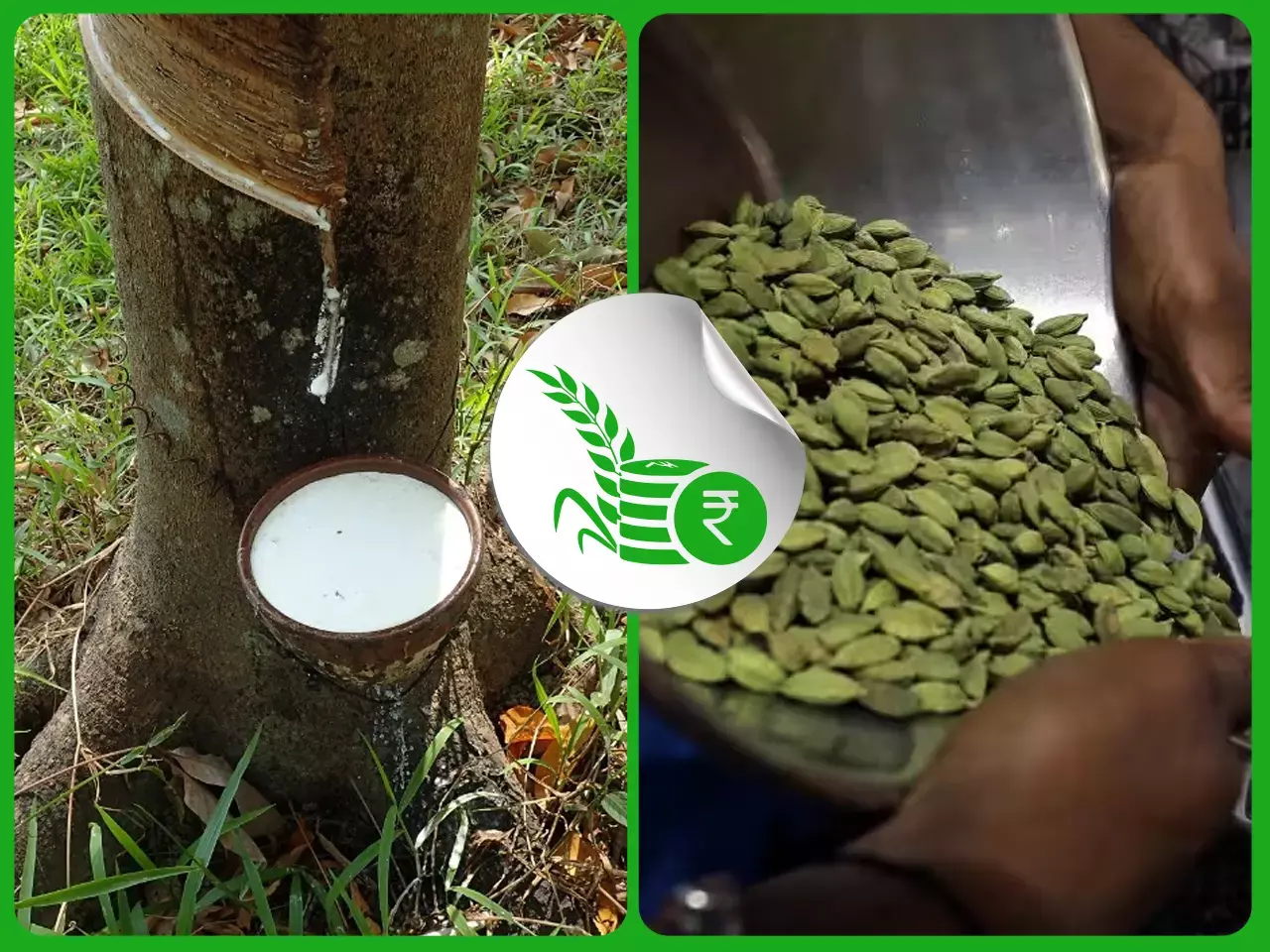 രാജ്യാന്തര റബര്‍ വിപണികളില്‍ തളര്‍ച്ച;   ഏലക്ക വ്യാപാരത്തില്‍ ഉണര്‍വ്