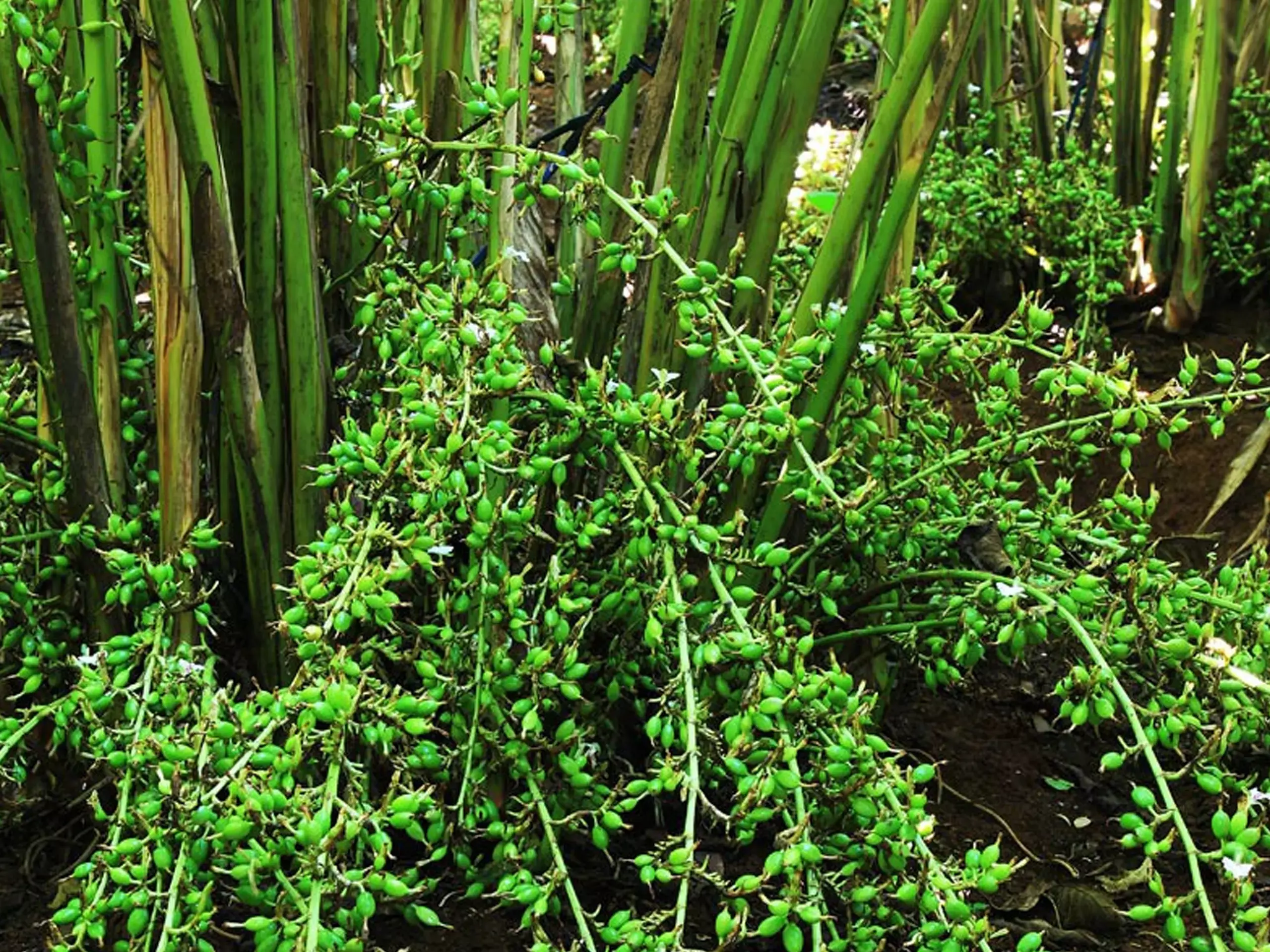 ഏലം കർഷകർക്ക്‌ ഇരട്ട പ്രഹരം അറിയാം ഇന്നത്തെ കമ്പോള നിലവാരം