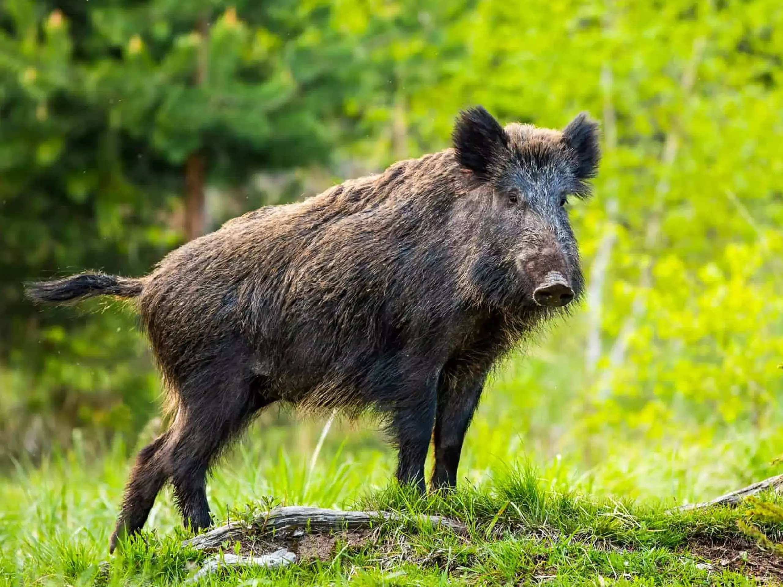 കാട്ടുപന്നിയെ കൊല്ലുന്നതിന് 1500 രൂപ, സംസ്‍കരിക്കാൻ 2000; കൂലി നിശ്ചയിച്ച് സർക്കാർ