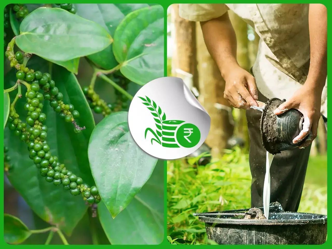 കുരുമുളക് കിട്ടാനില്ല;  റബര്‍ വില കുതിക്കുന്നു