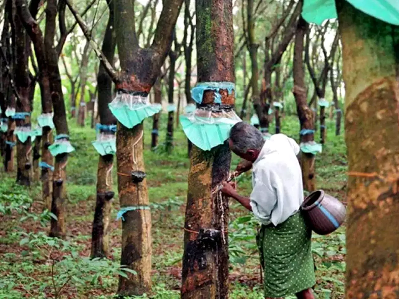 rubber prices give hope to farmers