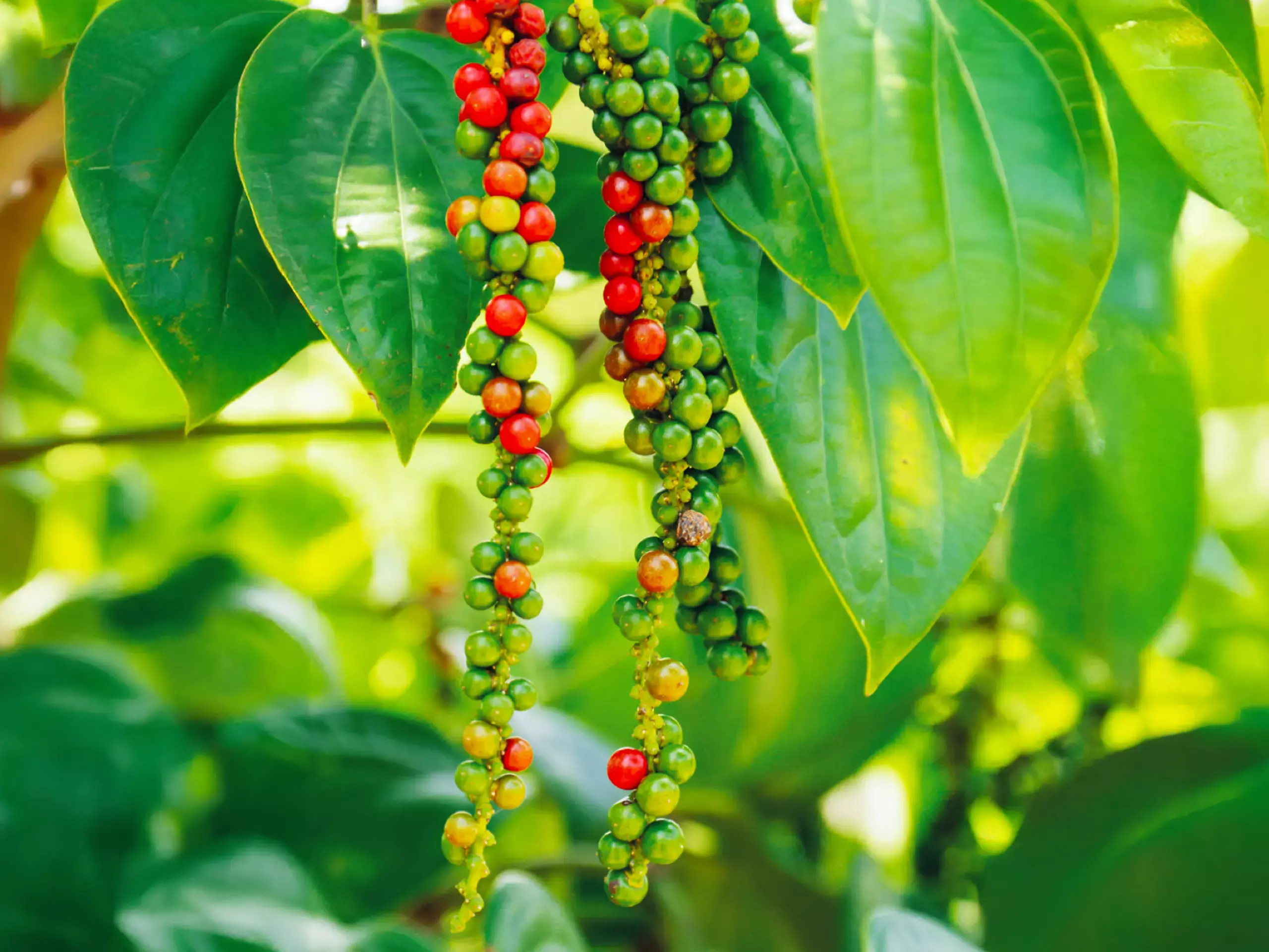 റെക്കോര്‍ഡ് അടിച്ച് വെളിച്ചെണ്ണ വില; കുരുമുളക് ₹ 71,900