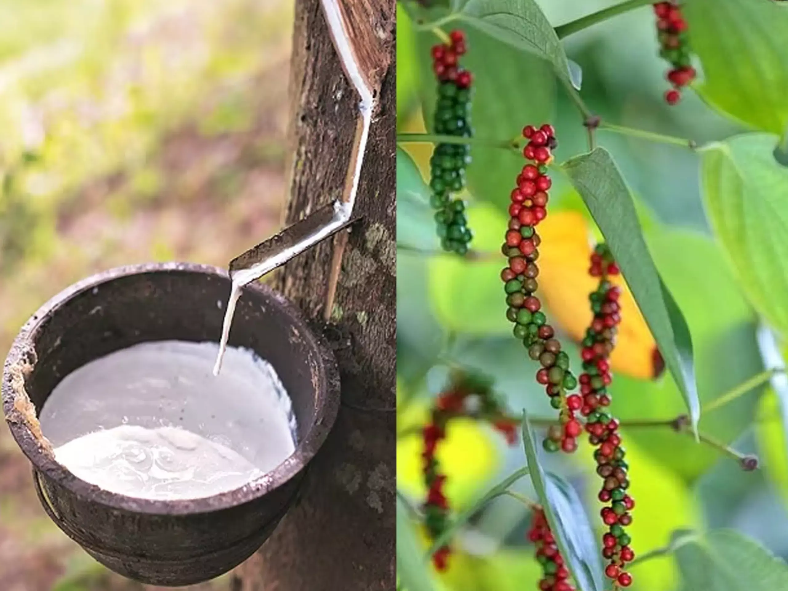 റബര്‍ വിലയില്‍ നേരിയ വര്‍ധന; കുരുമുളകിന്റെ ഡിമാന്റ് മങ്ങി