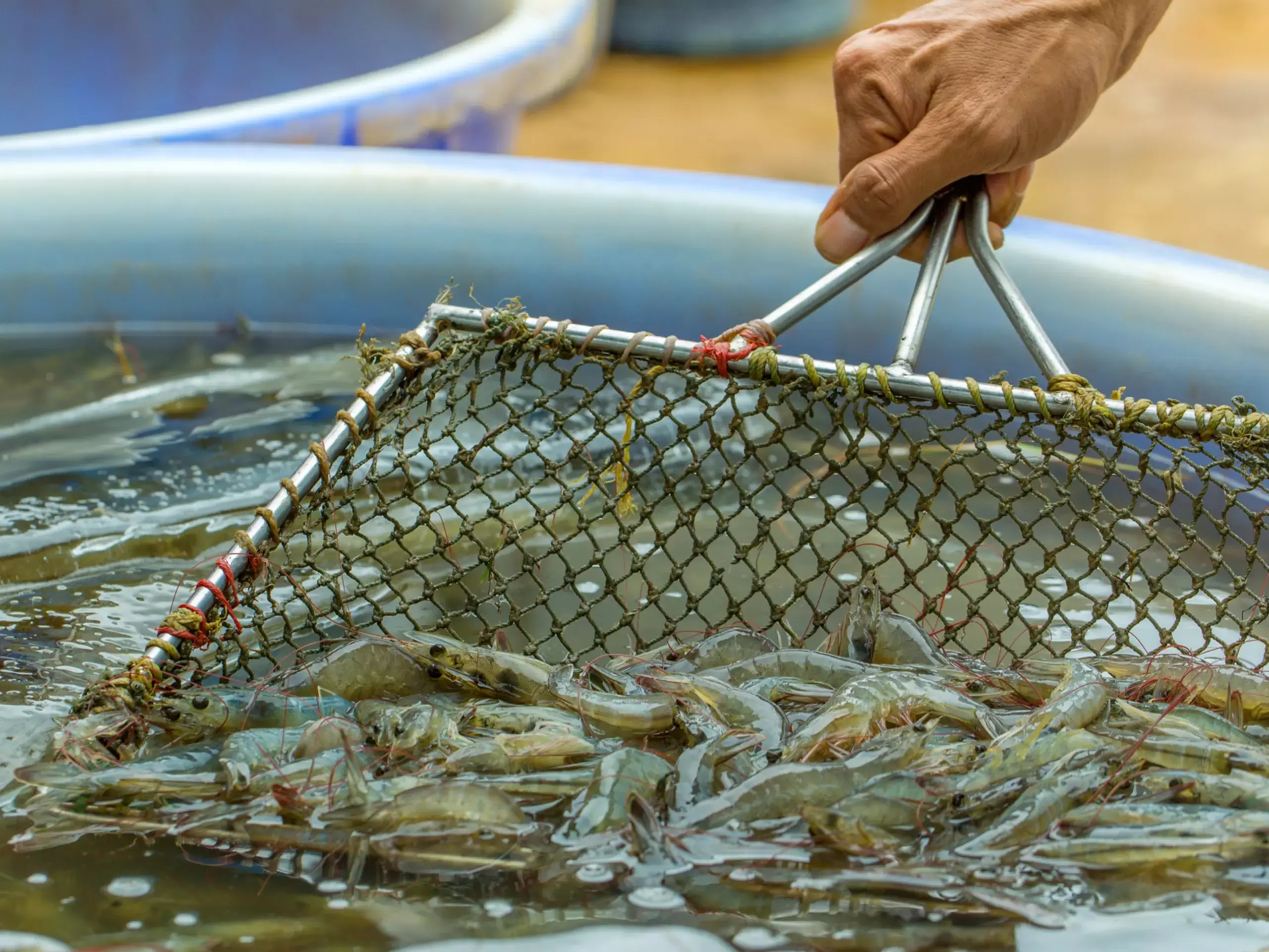 വ്യാപാര കരാര്‍: സമുദ്രോത്പന്ന വ്യവസായം   തിരിച്ചുവരവിന് ഒരുങ്ങുന്നു