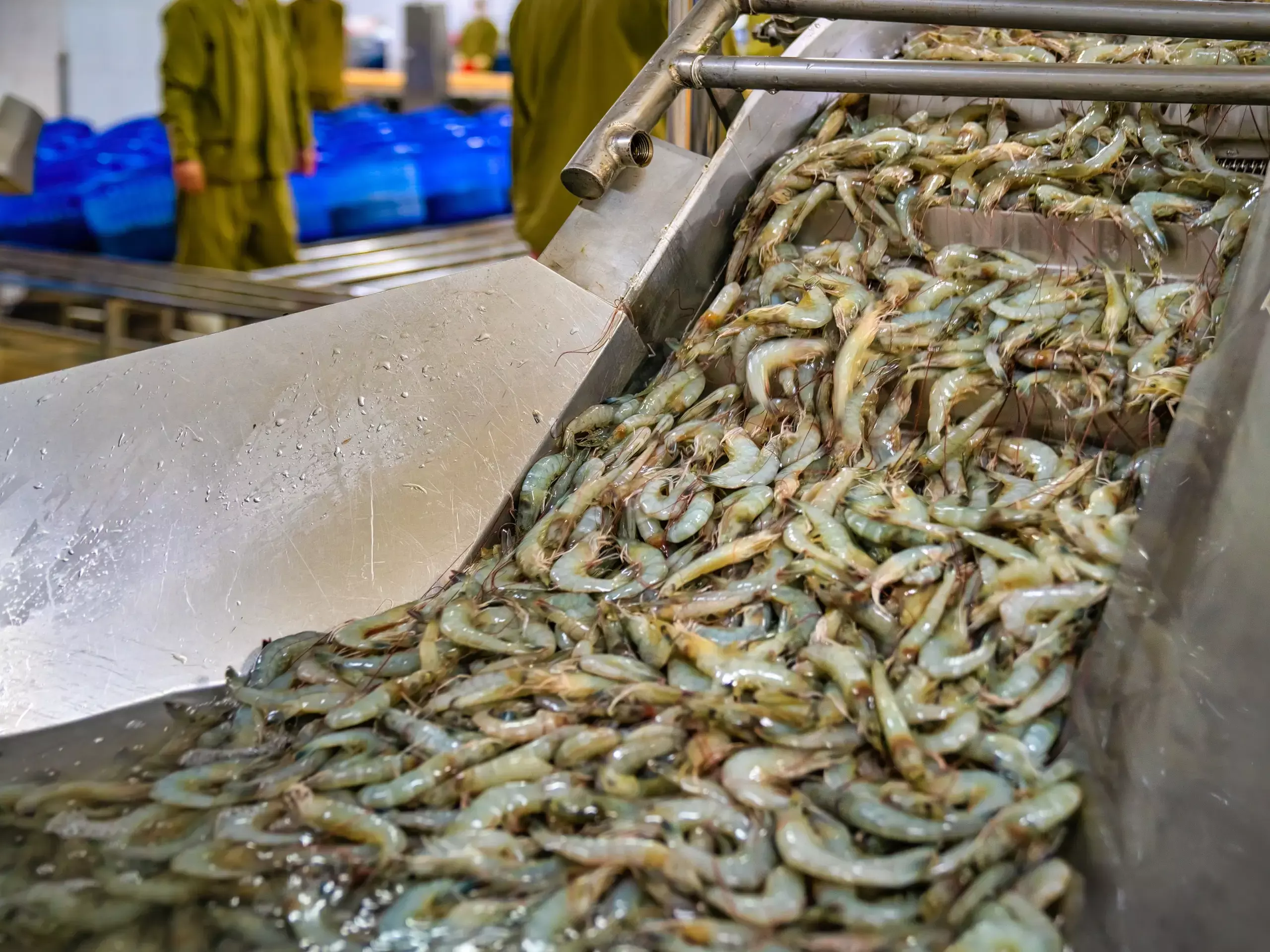 താരിഫ് തിരിച്ചടി; ;ചെമ്മീന്‍ കയറ്റുമതിയെ  സംരക്ഷിക്കണമെന്ന് ആന്ധ്രാപ്രദേശ്