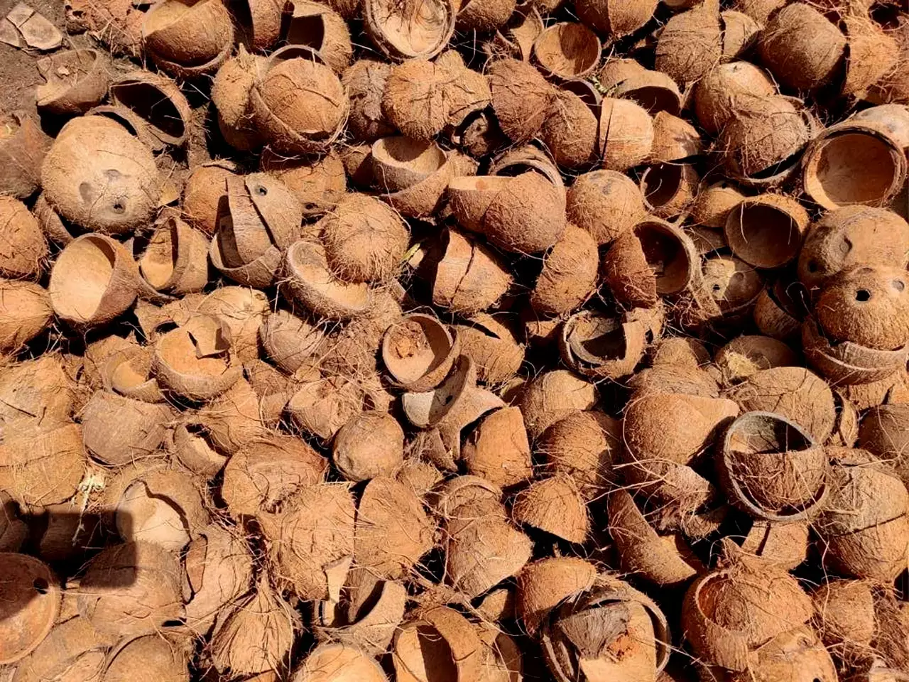 chiratta, rs 31 per kg