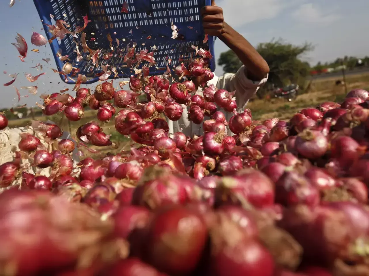 onion farmers burst into tears as prices plummet in maharashtra
