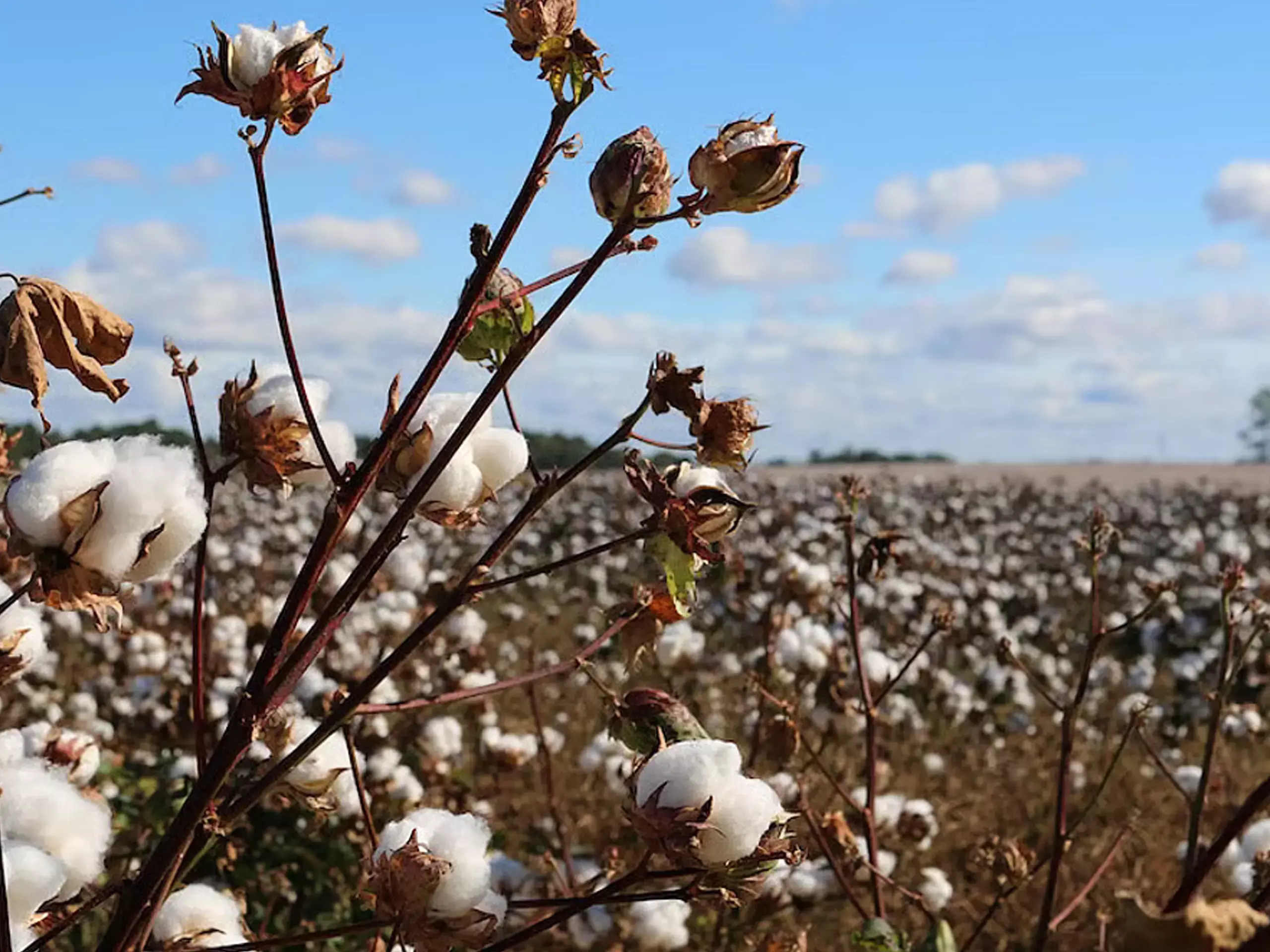 പരുത്തിക്കൃഷിയിലും സമാന്തര വിപണി;  നിരോധിത വിത്തുകള്‍ സൃഷ്ടിക്കുന്നത് 600 കോടി