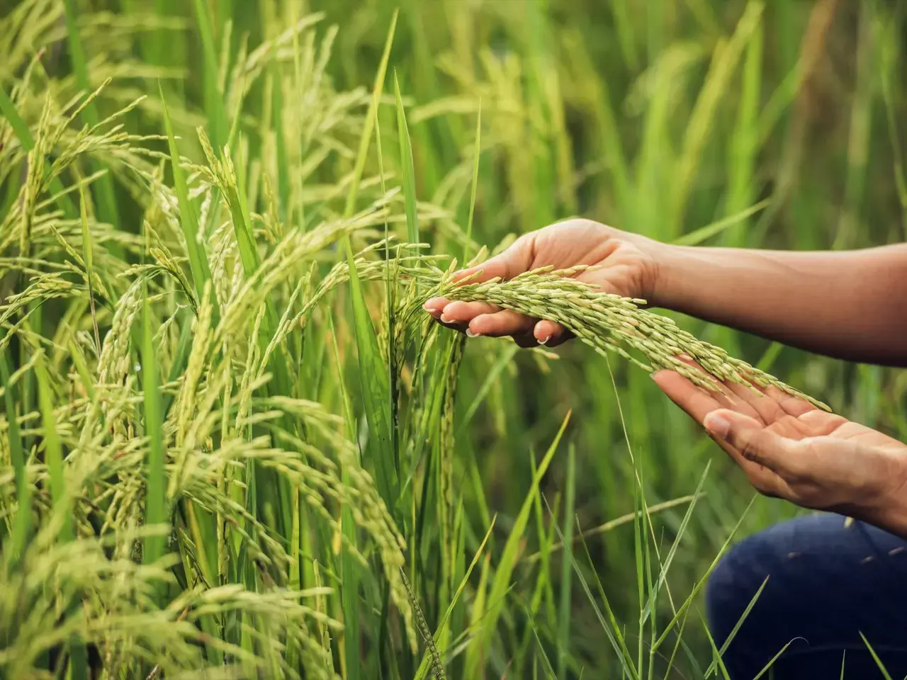 58 percent increase in kharif paddy cultivation