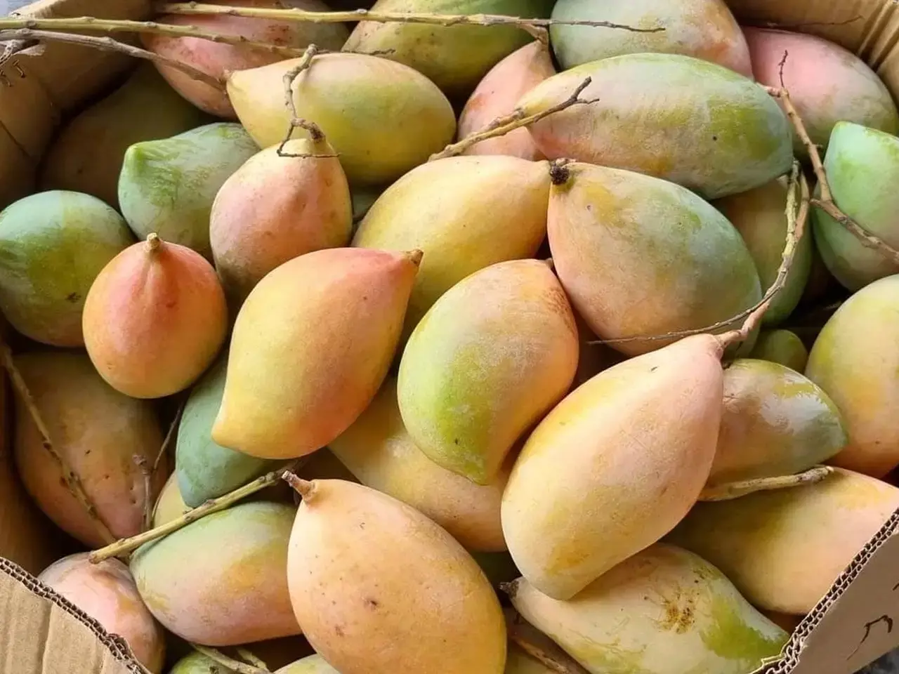 centre to procure mangoes in karnataka